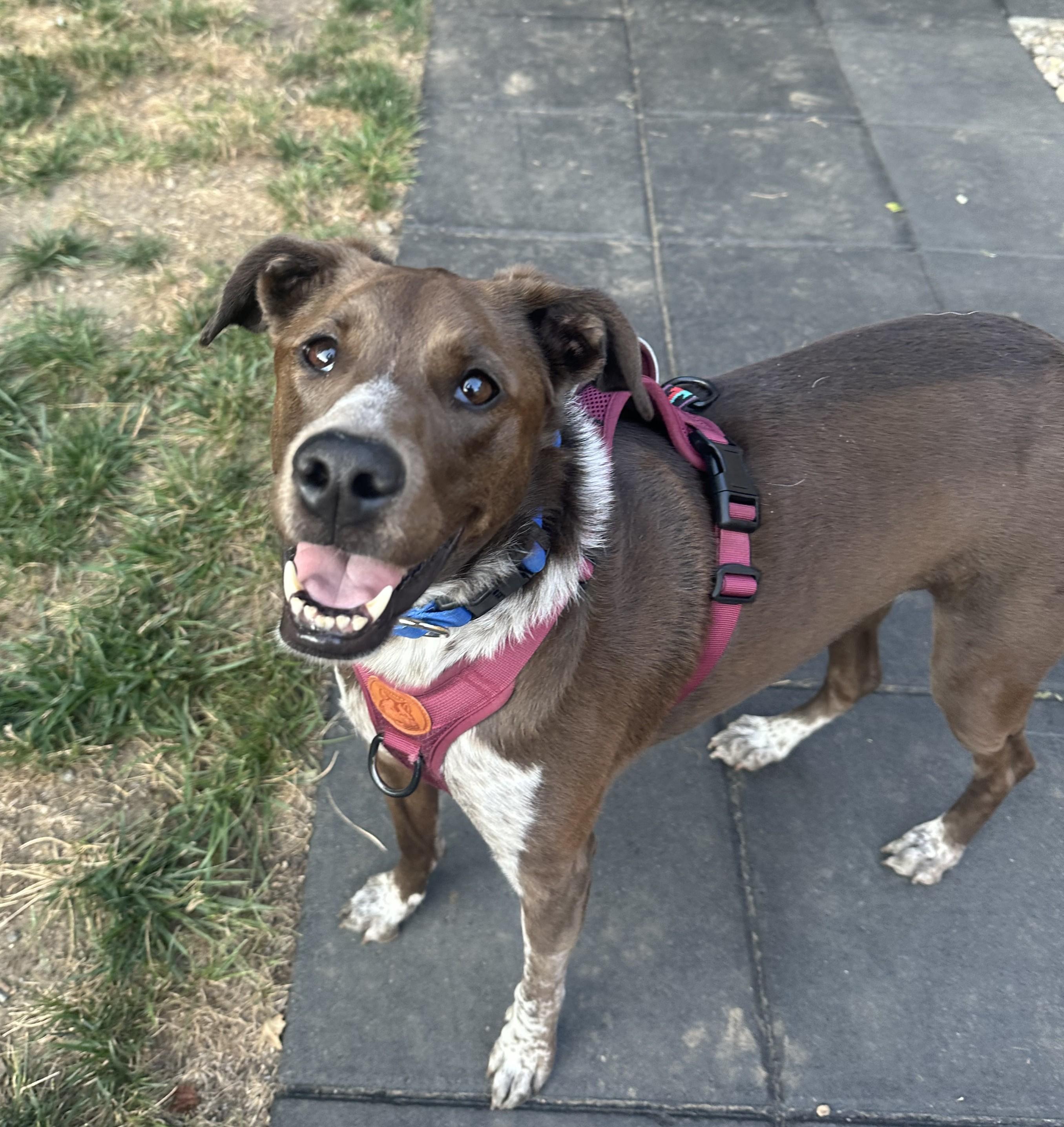 Piper Parker - Local Lady who likes dogs and cats, a Adoptable mixed breed in Andover, MA image 3/6