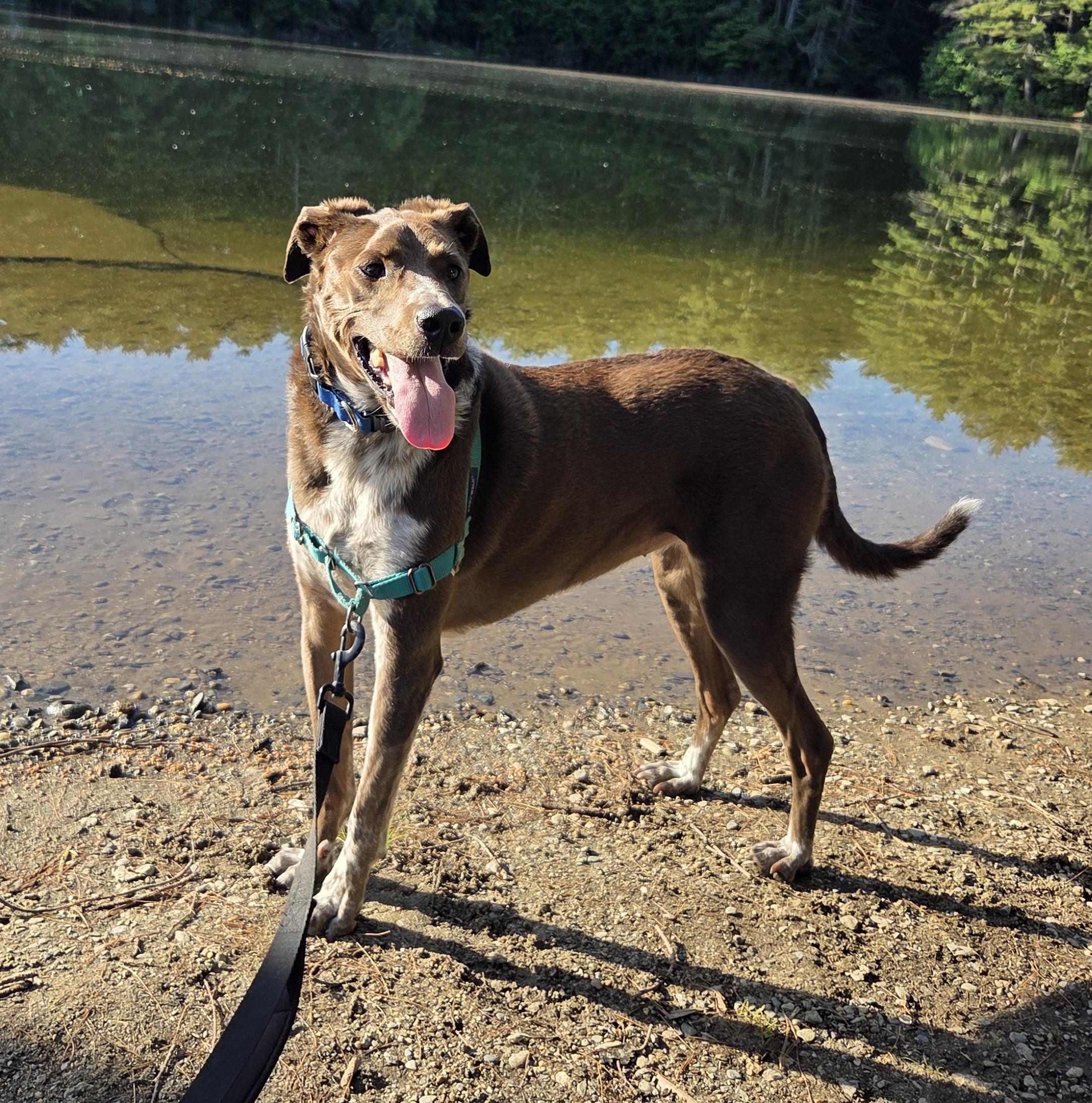 Piper Parker - Local Lady who likes dogs and cats, a Adoptable mixed breed in Andover, MA image 2/6