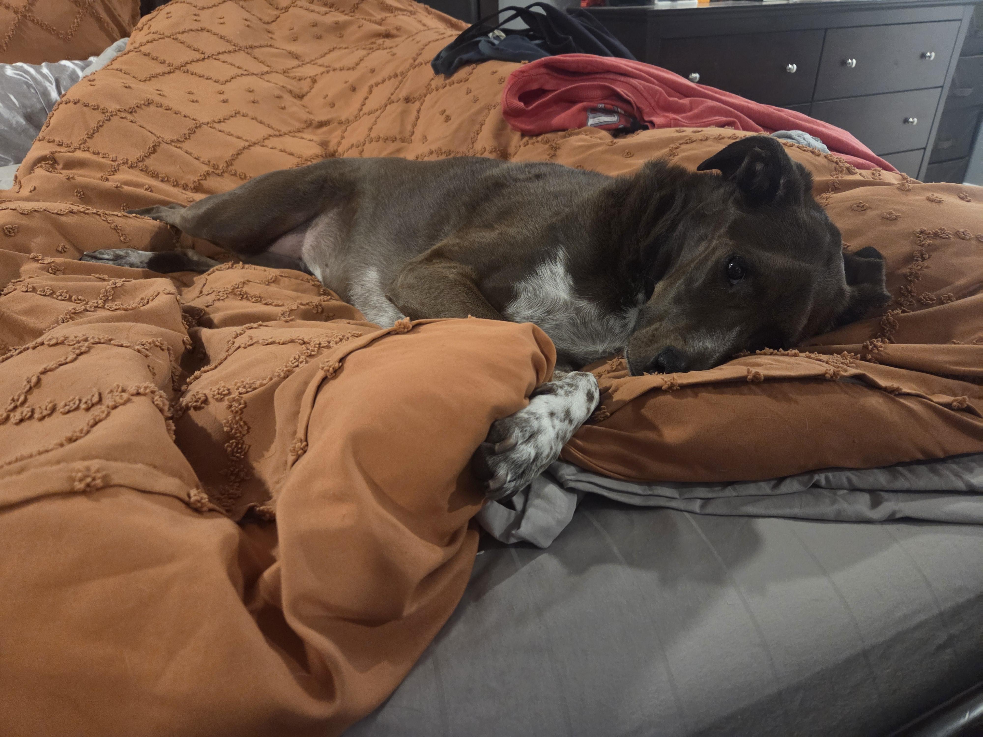 Piper Parker - Local Lady who likes dogs and cats, a Adoptable mixed breed in Andover, MA image 5/6