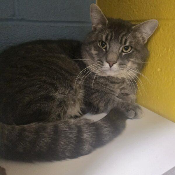 MONCHY, Adoptable, Young Male Domestic Medium Hair.