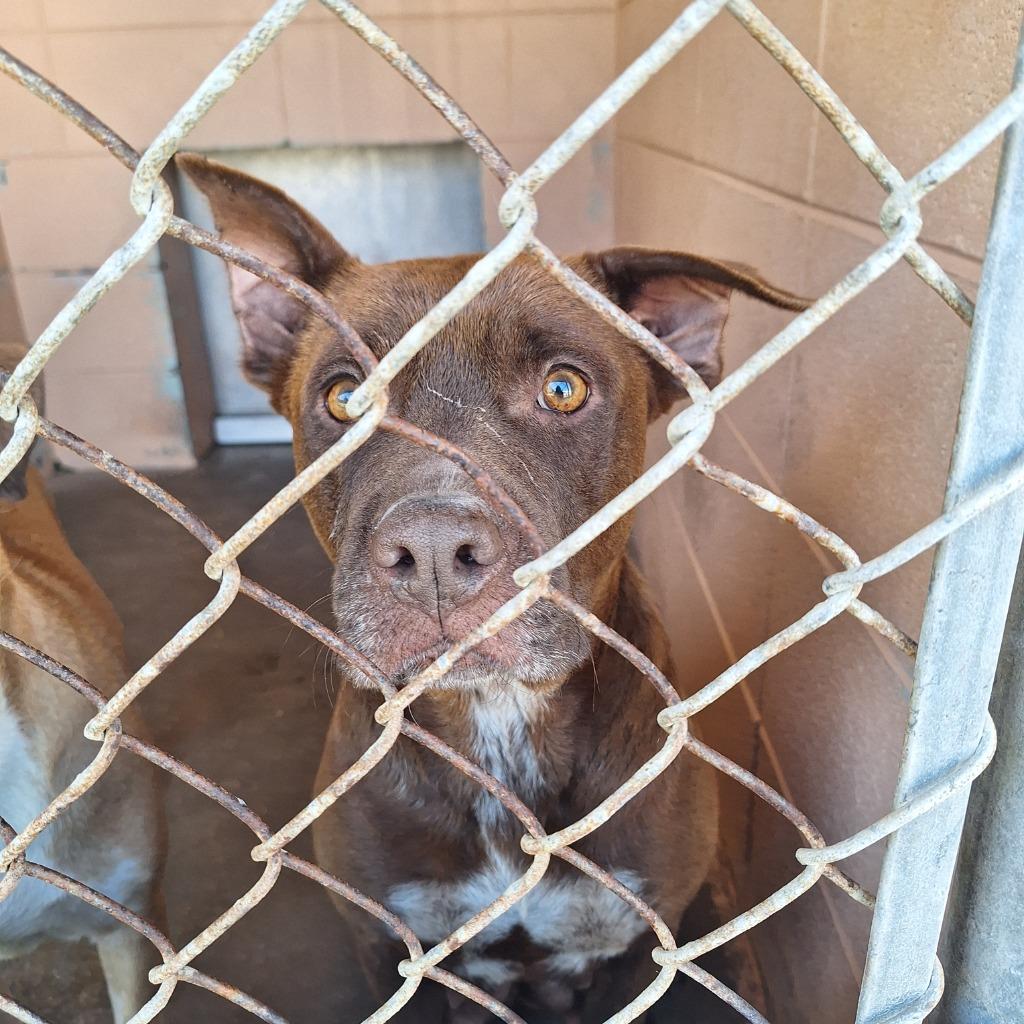 Enlarge Sapphire, a Adoptable Pit Bull Terrier in Gautier, MS image 1/4