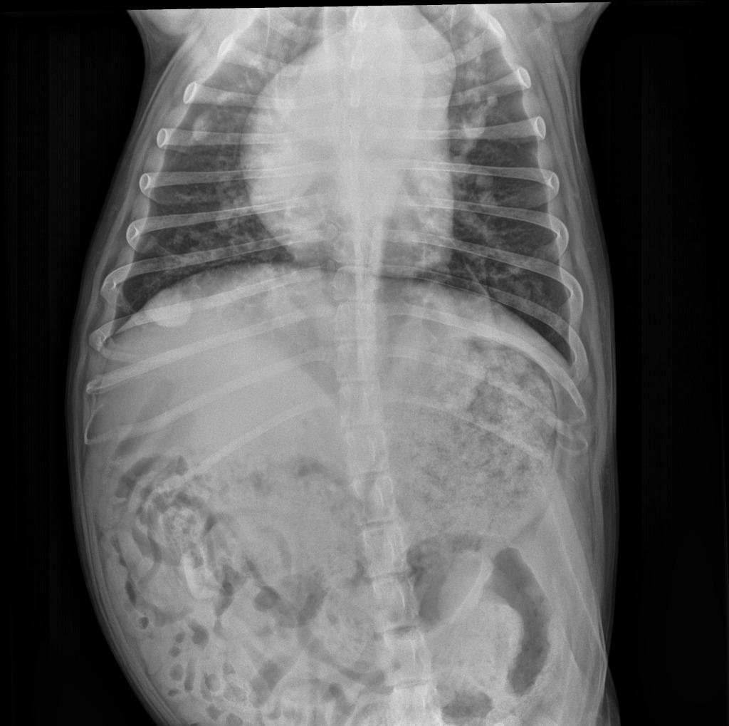 Sapphire, Adoptable, Adult Female Pit Bull Terrier.