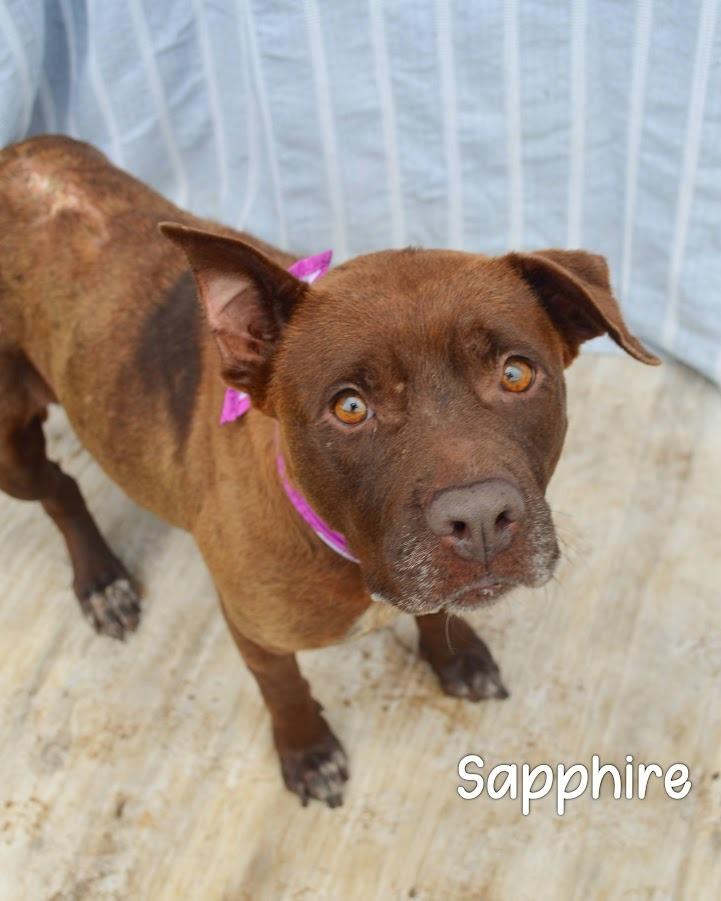 Sapphire, Adoptable, Adult Female Pit Bull Terrier.