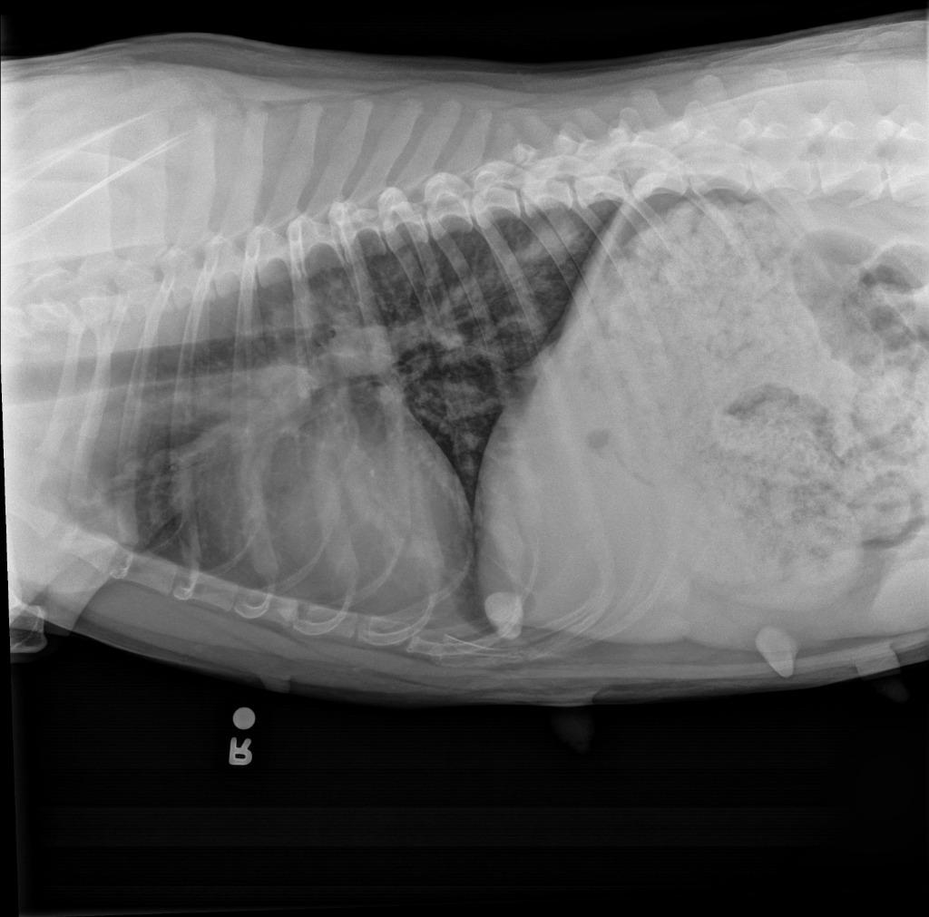 Enlarge Sapphire, a Adoptable Pit Bull Terrier in Gautier, MS image 4/4