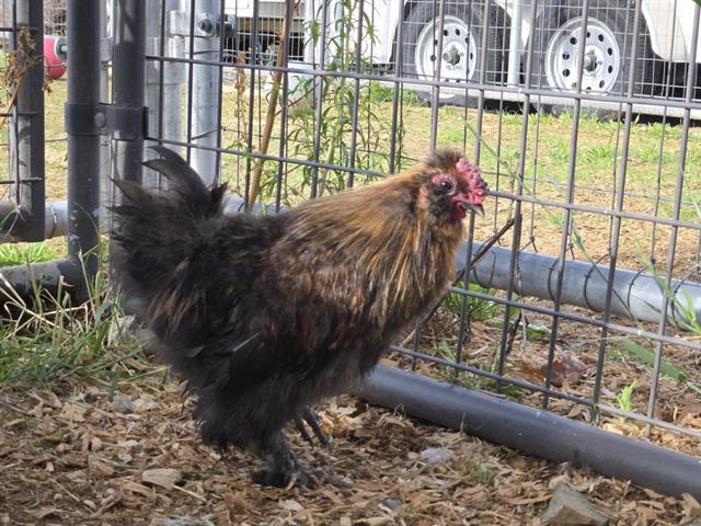 A348674, Adoptable, Adult Male Chicken.