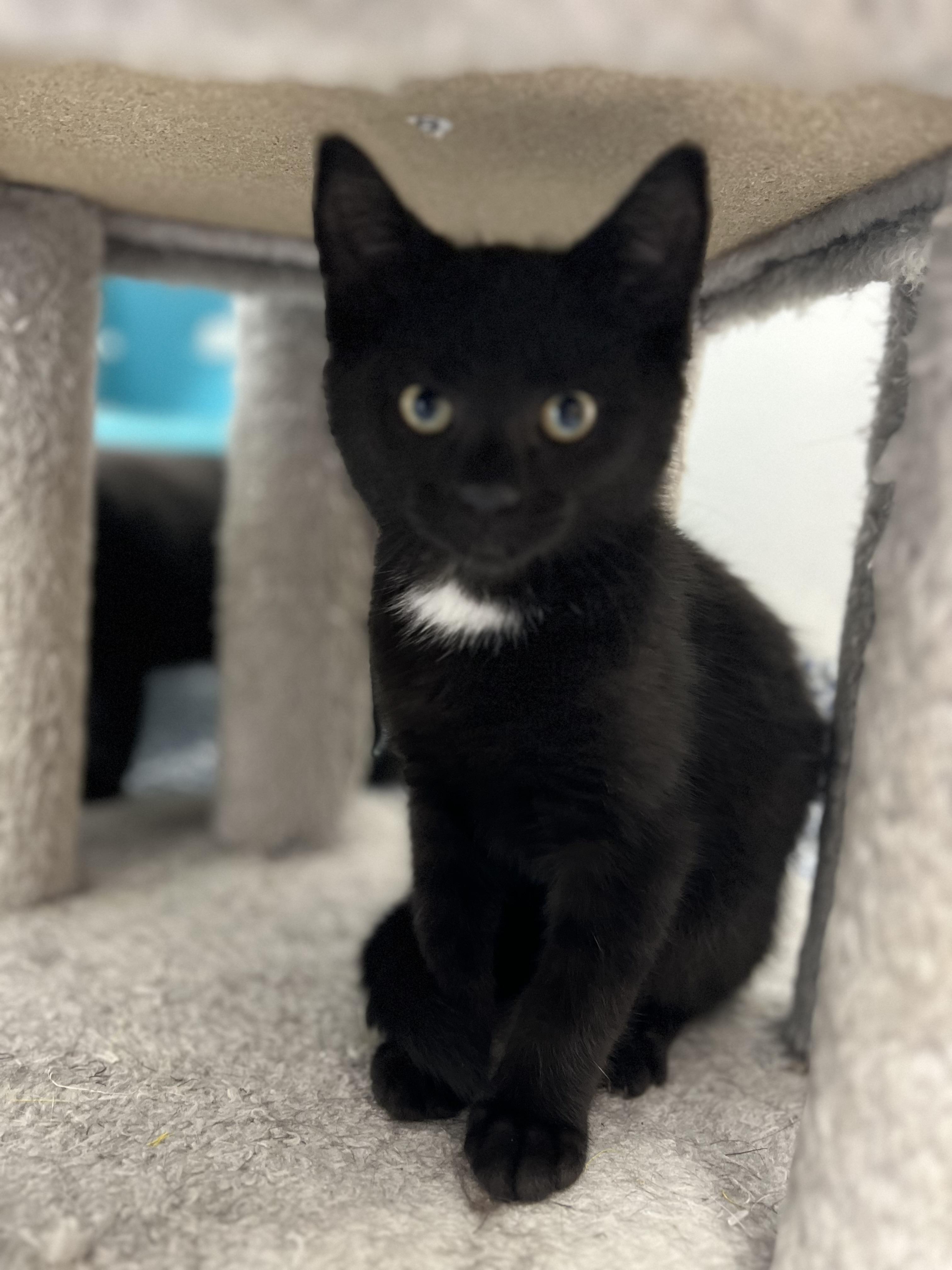Enlarge Charlie - 4332, an adoptable Domestic Short Hair in St Stephen, NB image 2/2