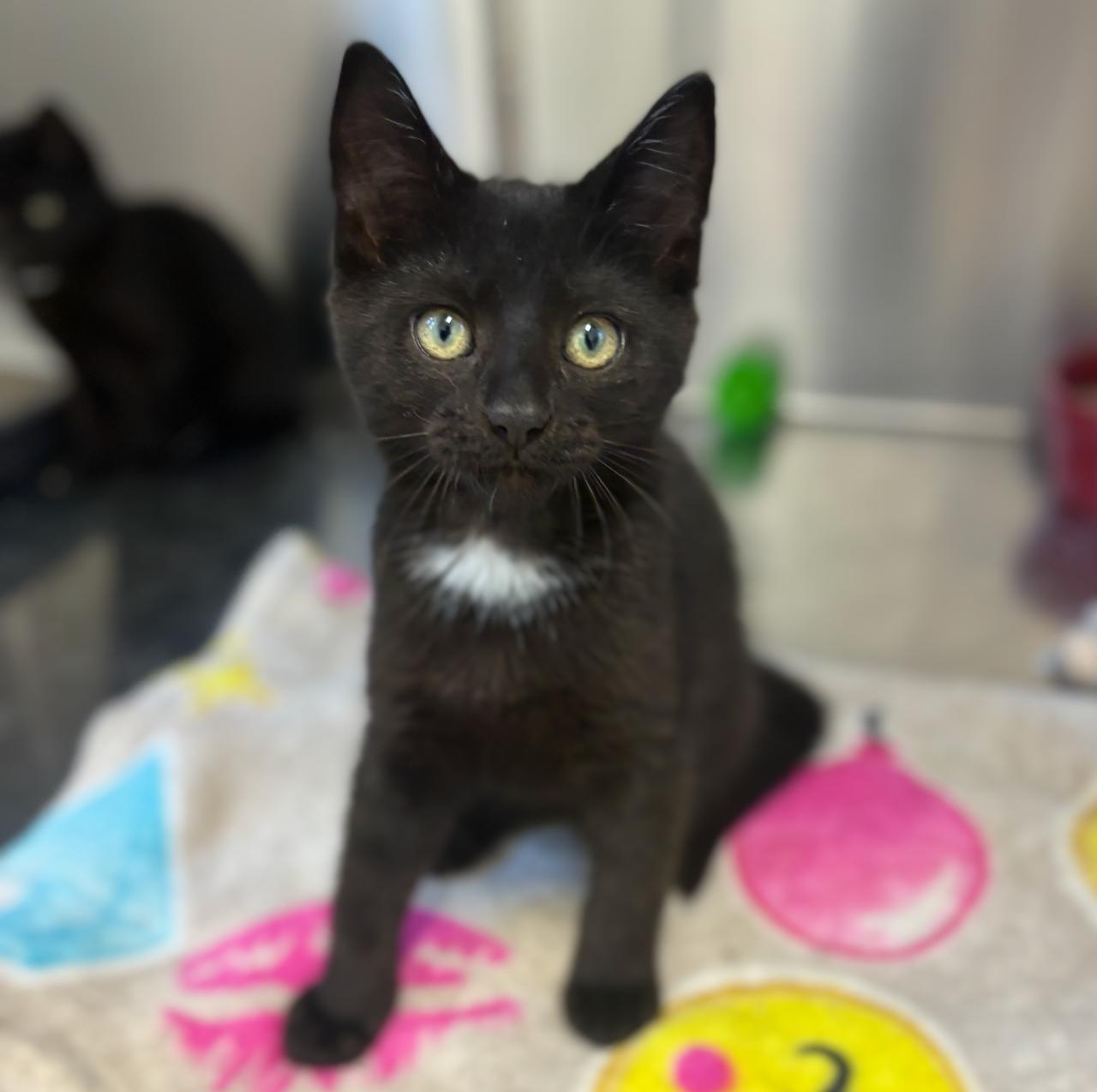 Charlie - 4332, adoptable, Kitten Male Domestic Short Hair.