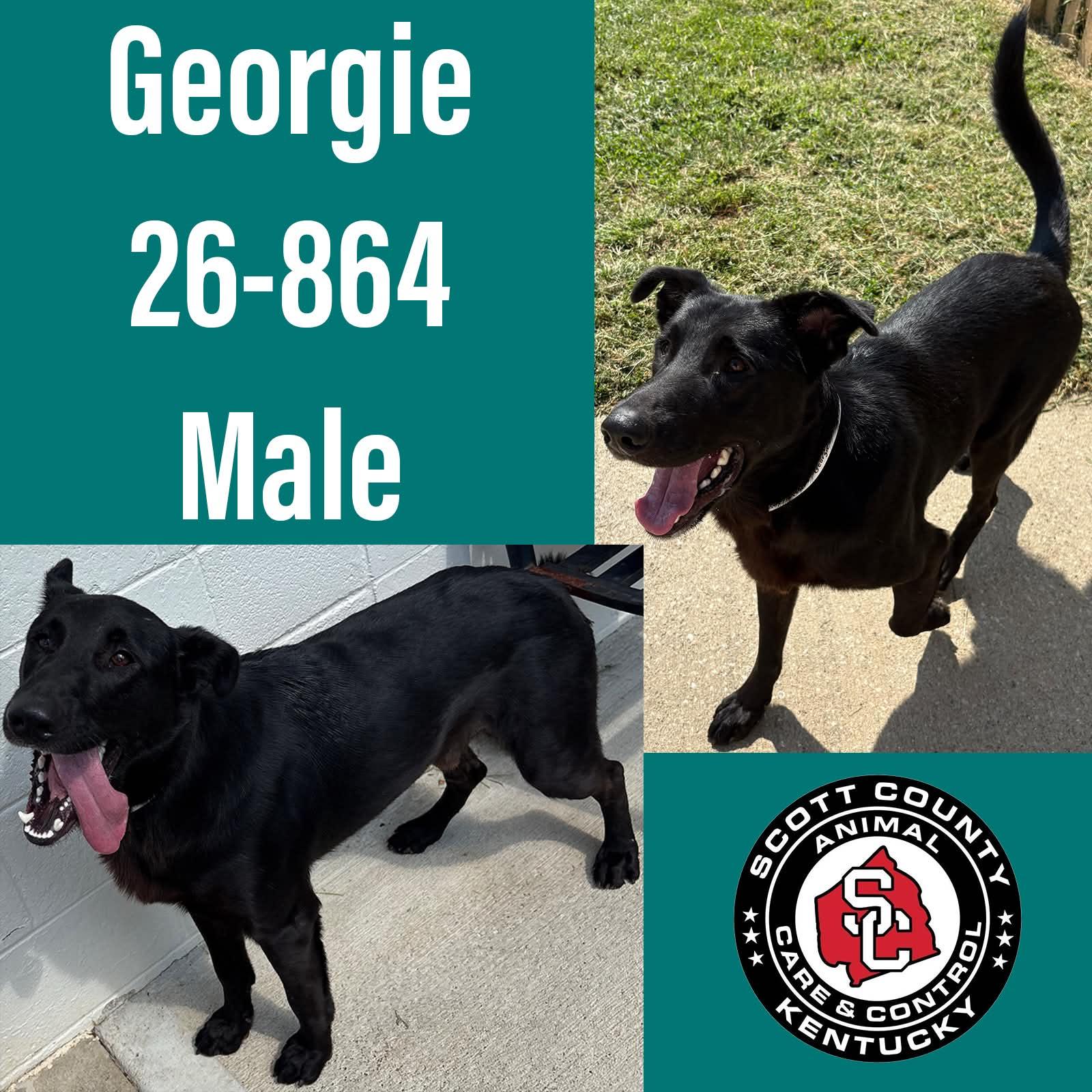 Georgie, Adoptable, Adult Male German Shepherd Dog.