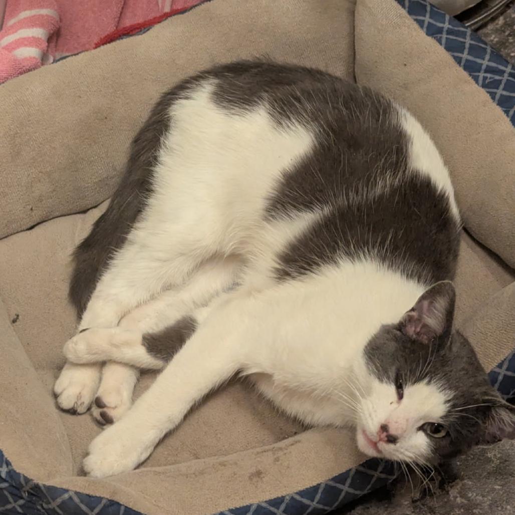 Mme Blue (mother), Adoptable, Adult Female Domestic Short Hair.