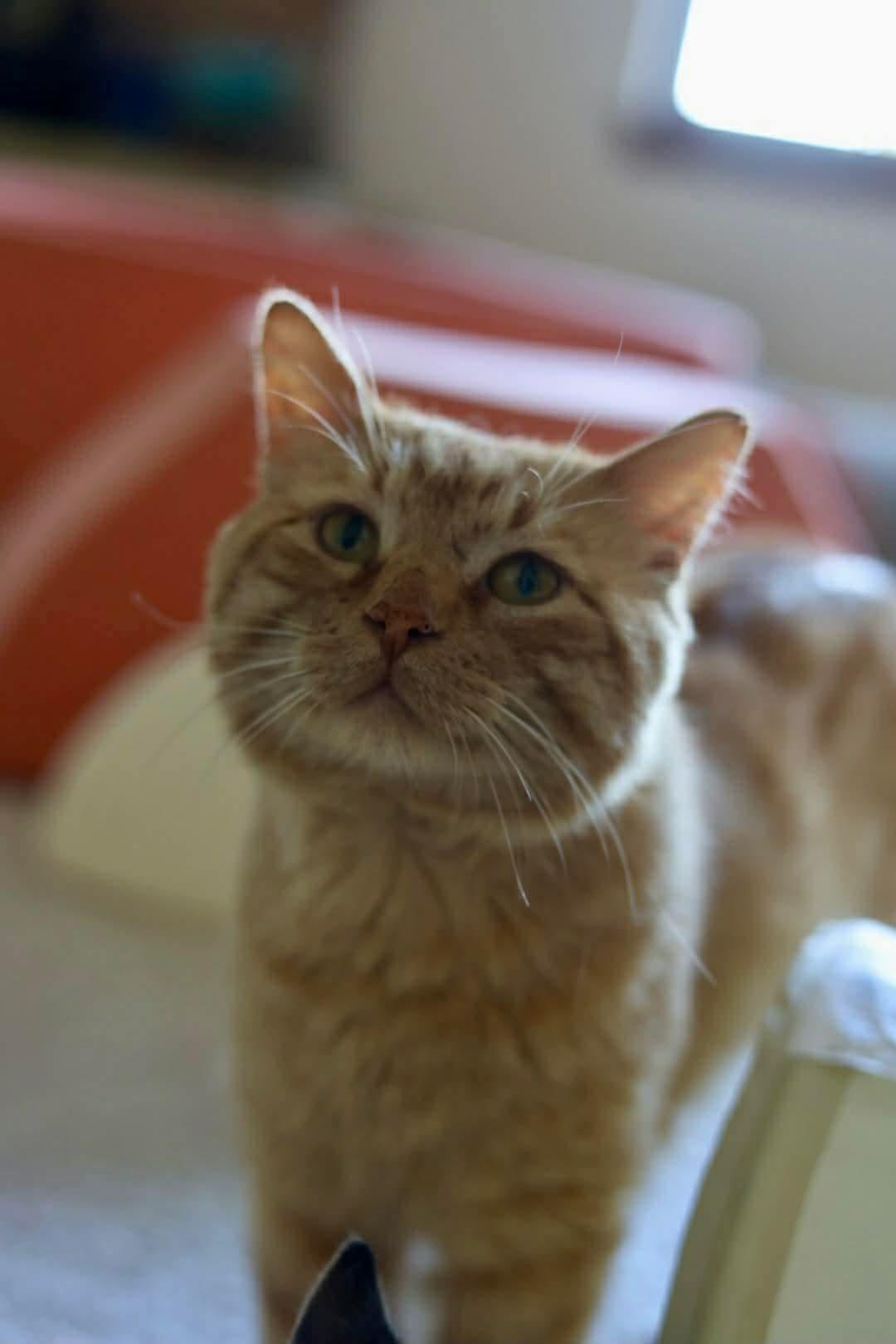 Orville, a Adoptable Domestic Short Hair in Duluth, MN image 1/3