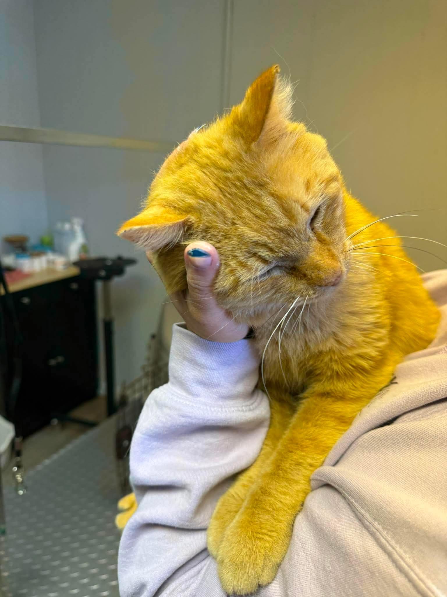 Orville, Adoptable, Adult Male Domestic Short Hair.