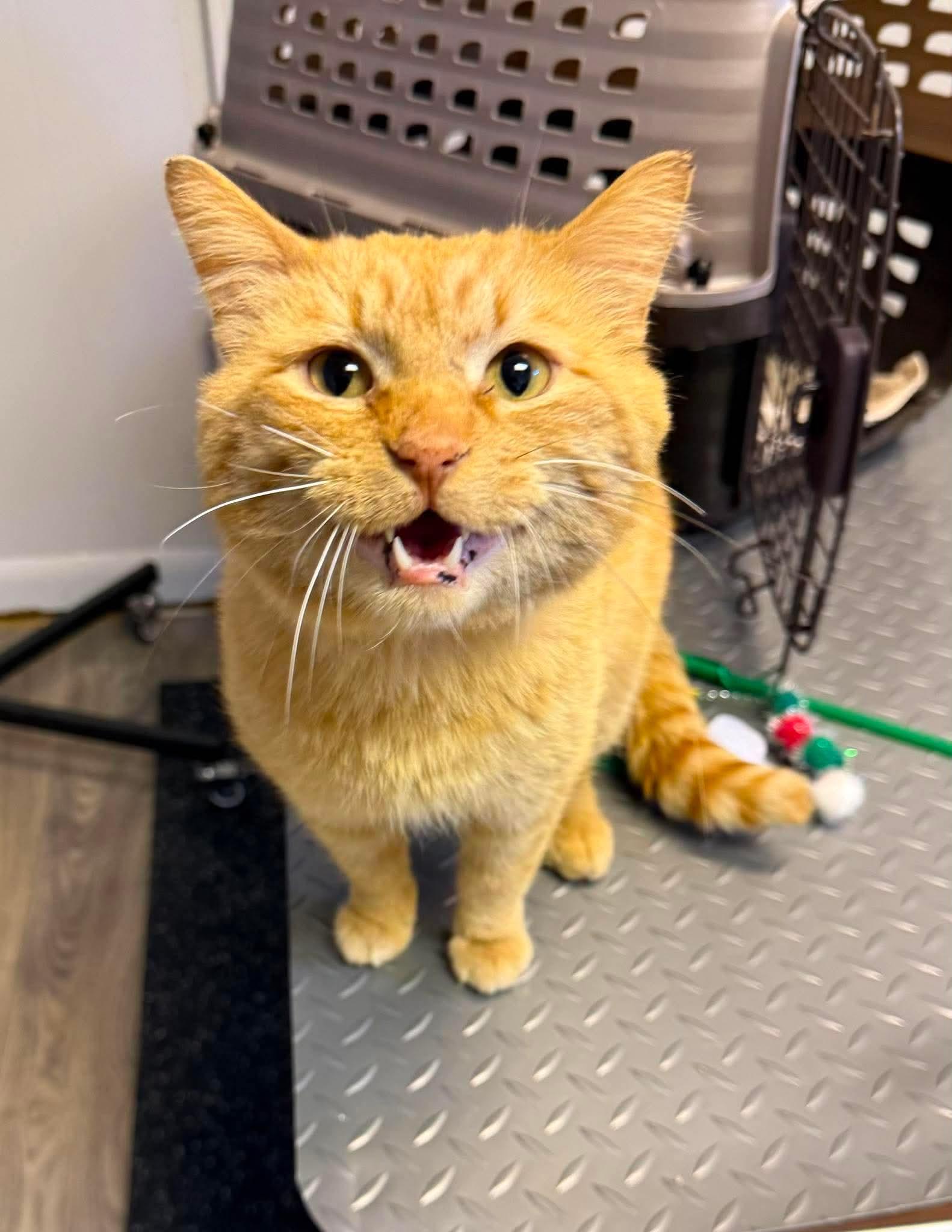 Orville, a Adoptable Domestic Short Hair in Duluth, MN image 2/3