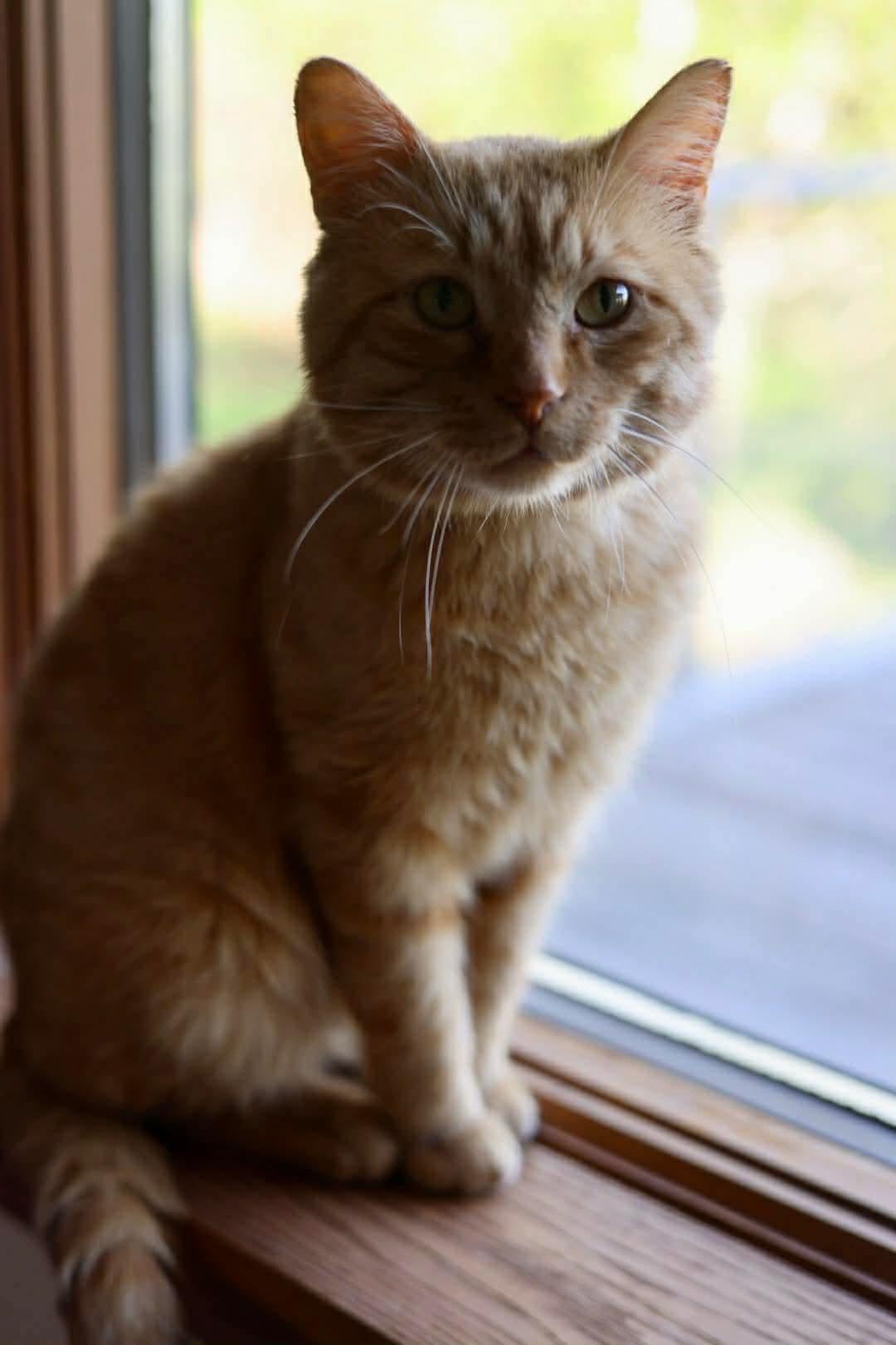 Orville, a Adoptable Domestic Short Hair in Duluth, MN image 3/3