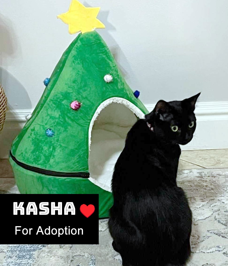 Enlarge Kasha & Aziza, a Adoptable Domestic Short Hair in Nashua, NH image 3/3