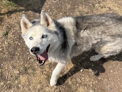 Enlarge Meeka, a ADOPTABLE mixed breed in Eagle, CO image 1/3