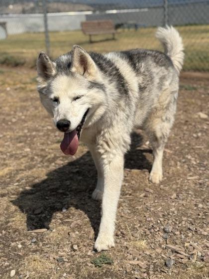 Enlarge Meeka, a ADOPTABLE mixed breed in Eagle, CO image 3/3