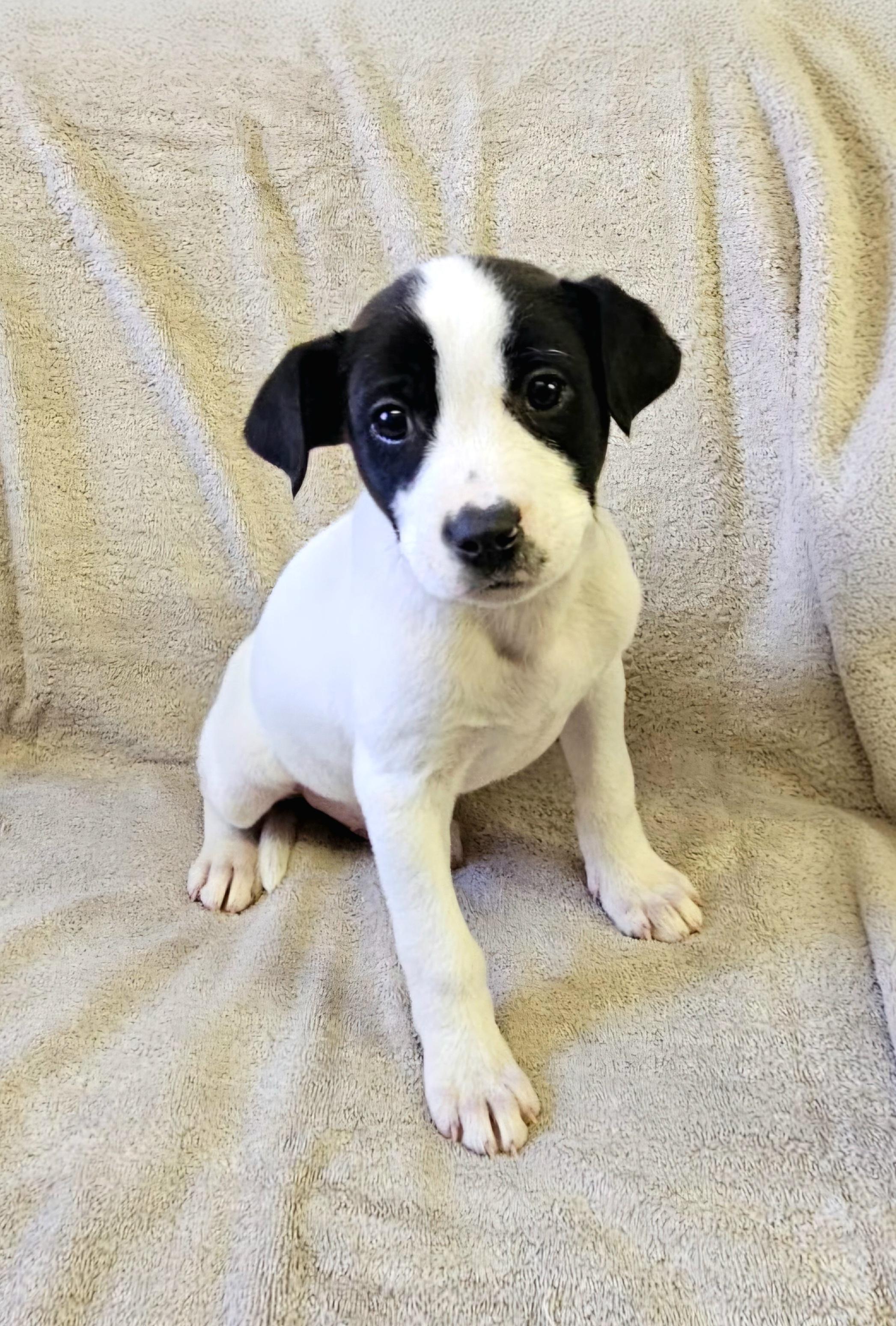 Enlarge Lando, a ADOPTABLE mixed breed in Arlington Heights, IL image 1/6