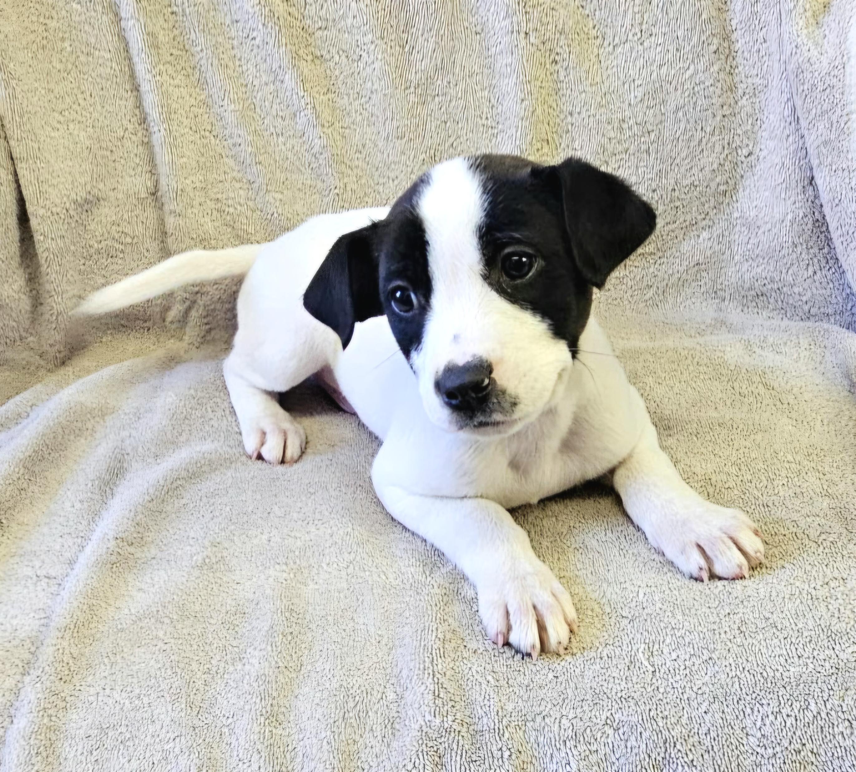 Enlarge Lando, a ADOPTABLE mixed breed in Arlington Heights, IL image 5/6