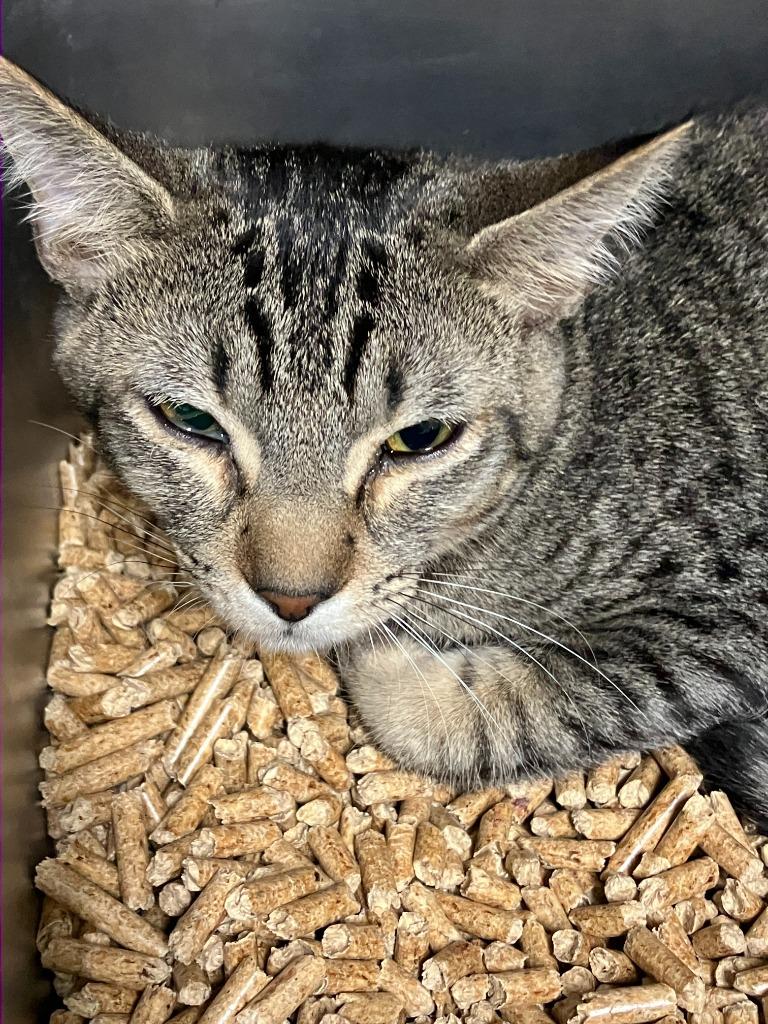 Tonto, Adoptable, Young Male Domestic Short Hair.