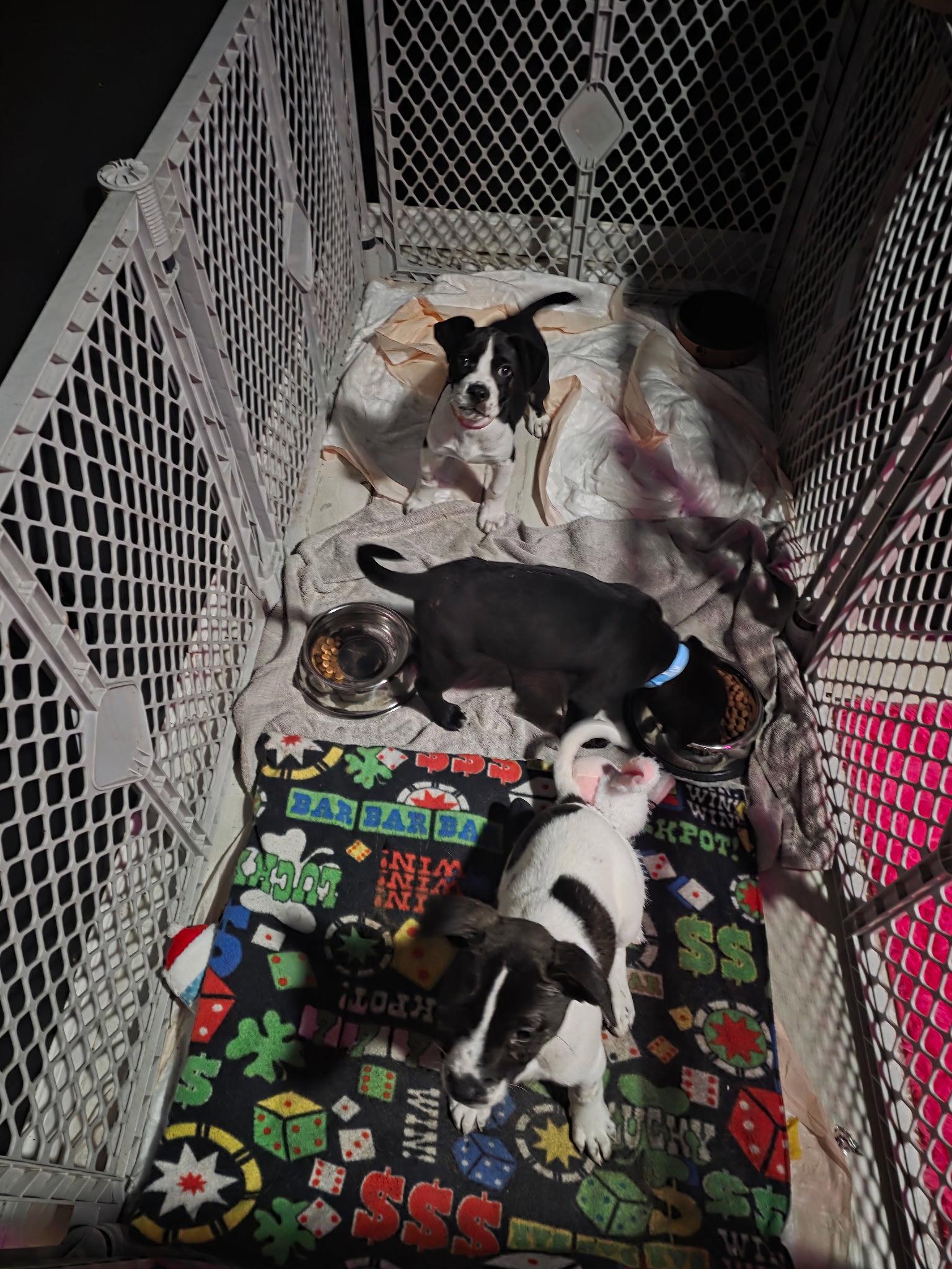 Ginger, Adoptable, Young Female Labrador Retriever.