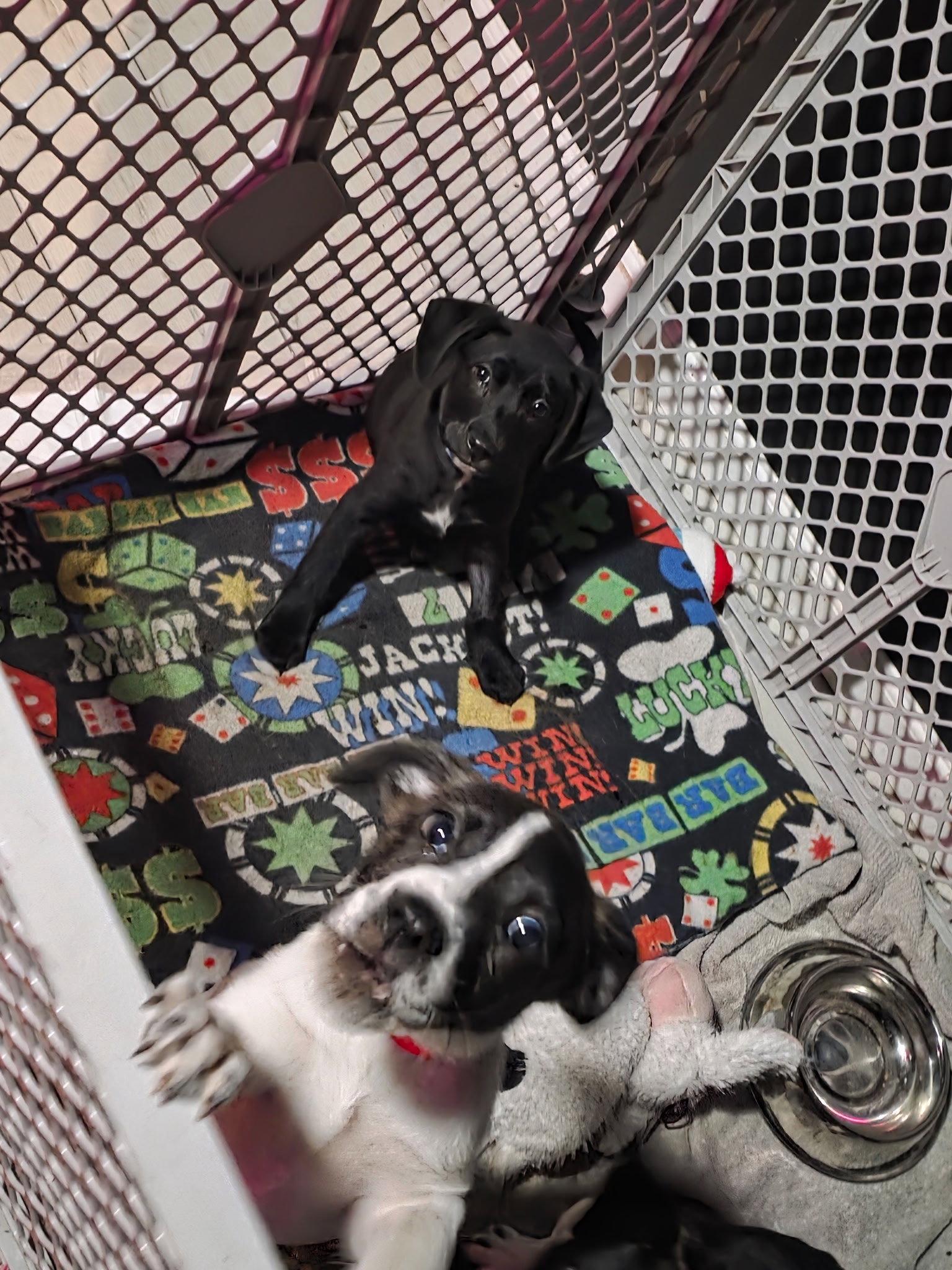 Enlarge Ginger, a Adoptable Labrador Retriever in Sanford, FL image 2/2