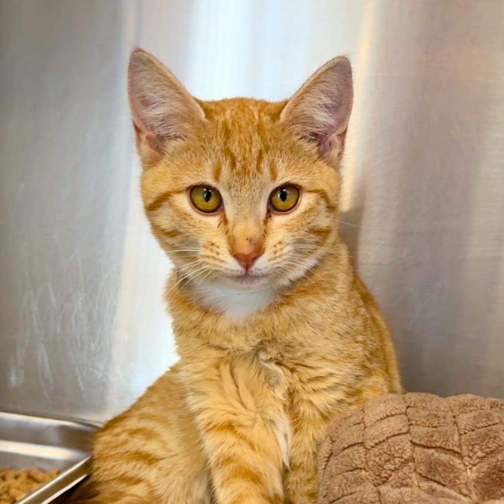 Lady Whistledown — thumbnail 2