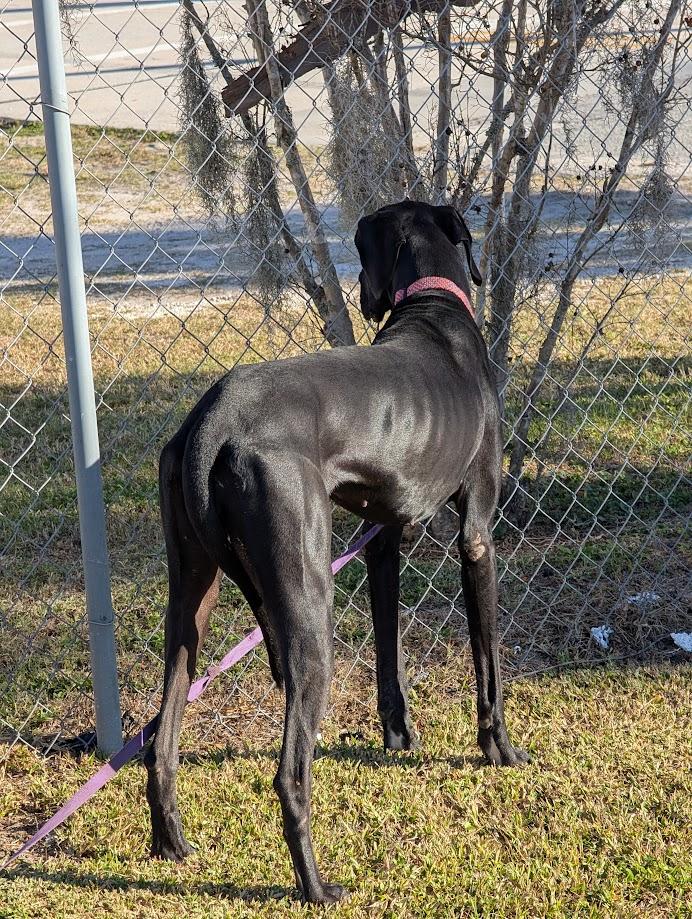 Enlarge Scout , a ADOPTABLE Great Dane in Lakeland, FL image 3/5