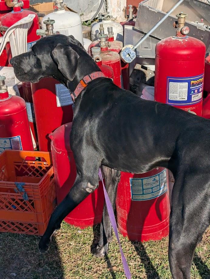 Enlarge Scout , a ADOPTABLE Great Dane in Lakeland, FL image 2/5