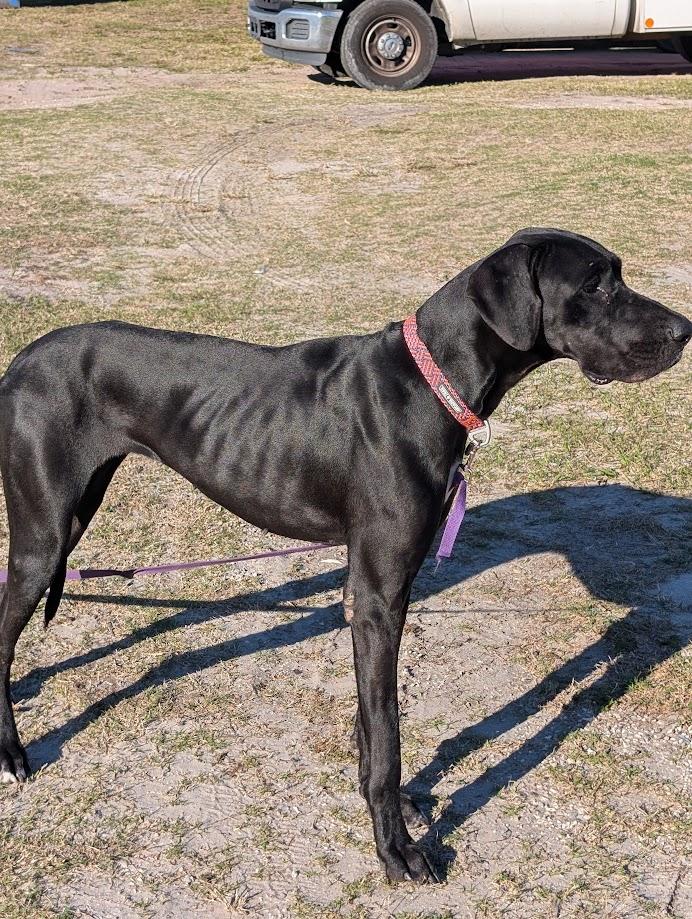 Enlarge Scout , a ADOPTABLE Great Dane in Lakeland, FL image 4/5