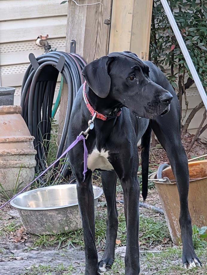 Enlarge Scout , a ADOPTABLE Great Dane in Lakeland, FL image 1/5