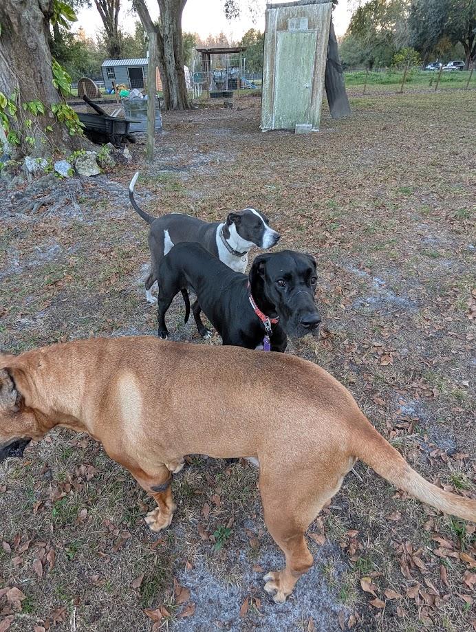 Enlarge Scout , a ADOPTABLE Great Dane in Lakeland, FL image 5/5