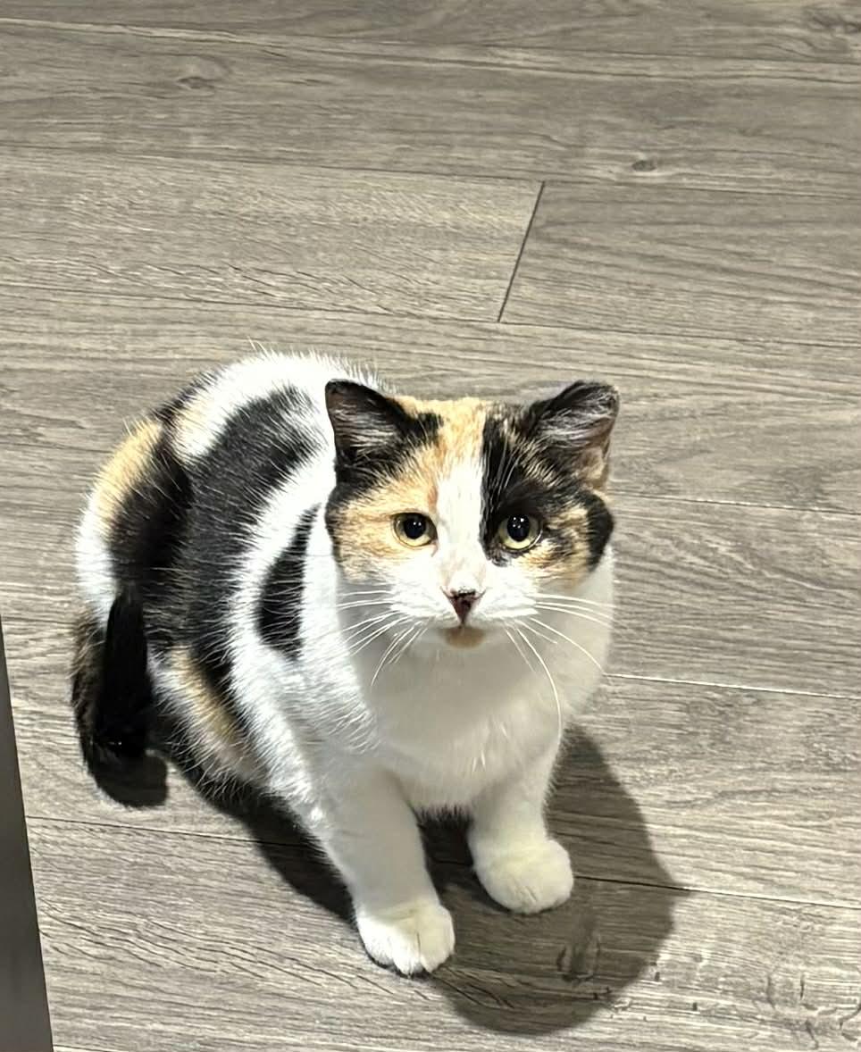 Mystique, a Adoptable mixed breed in Steinbach, MB image 1/6