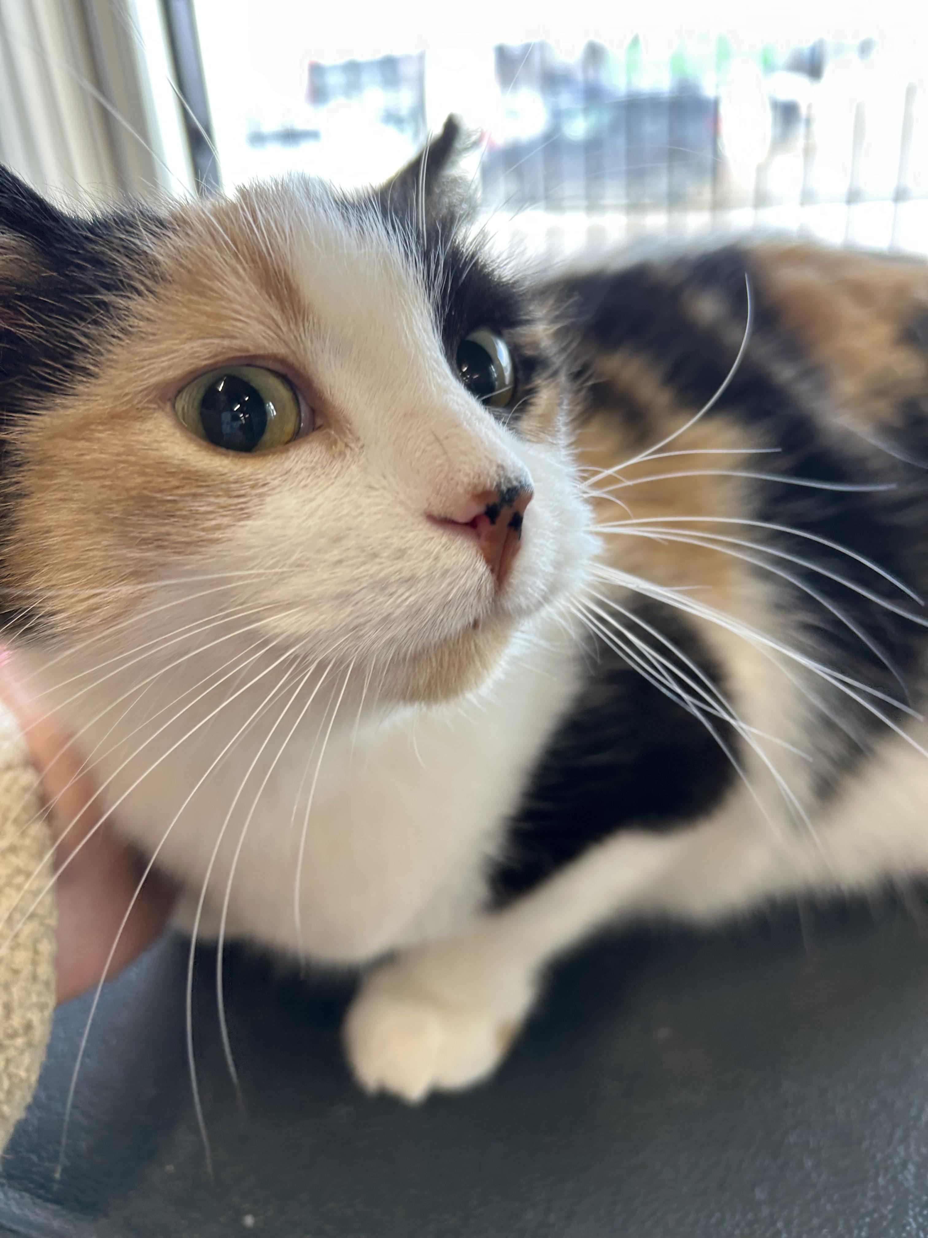 Mystique, a Adoptable mixed breed in Steinbach, MB image 2/6