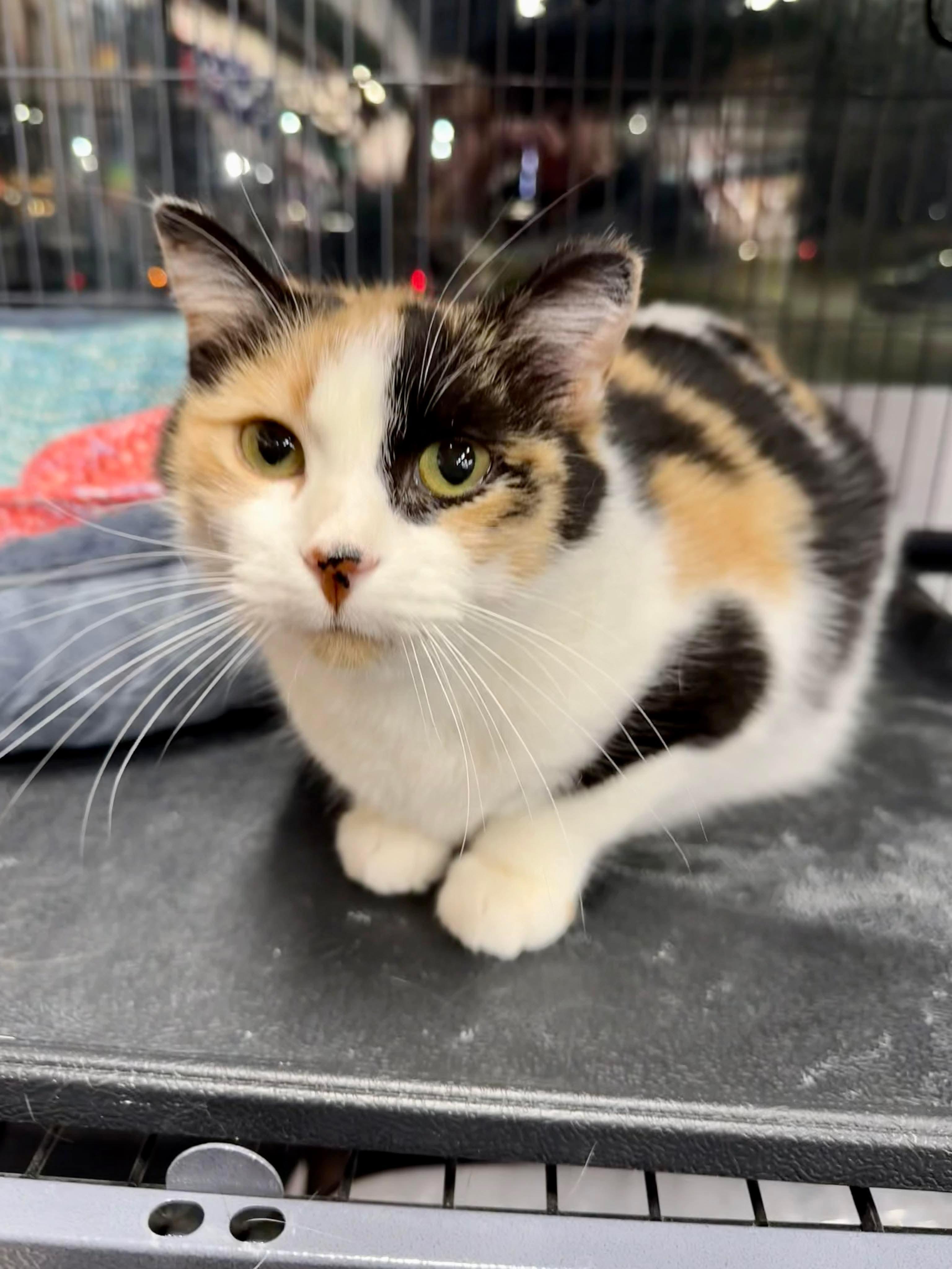 Mystique, a Adoptable mixed breed in Steinbach, MB image 4/6