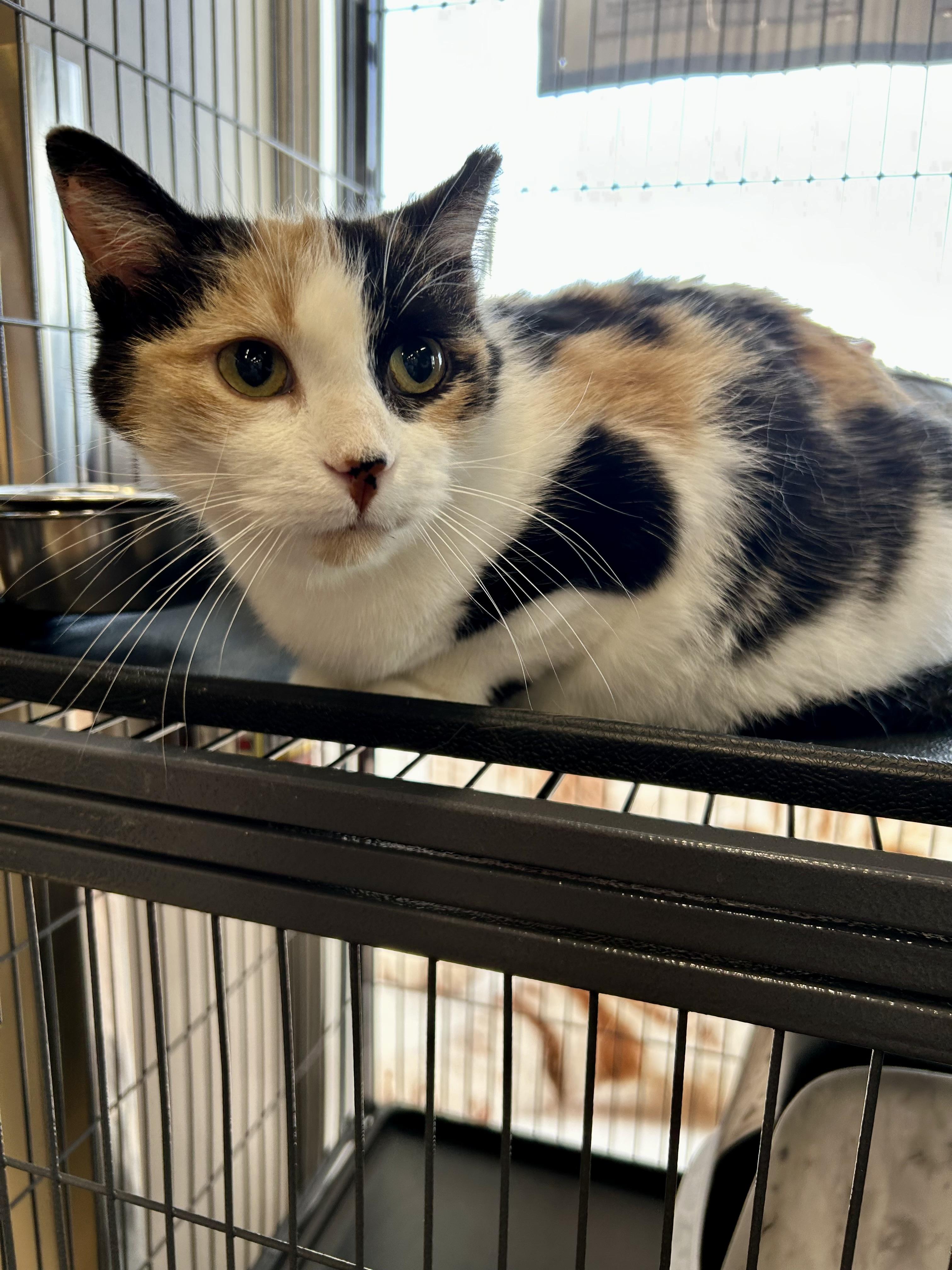 Mystique, a Adoptable mixed breed in Steinbach, MB image 5/6