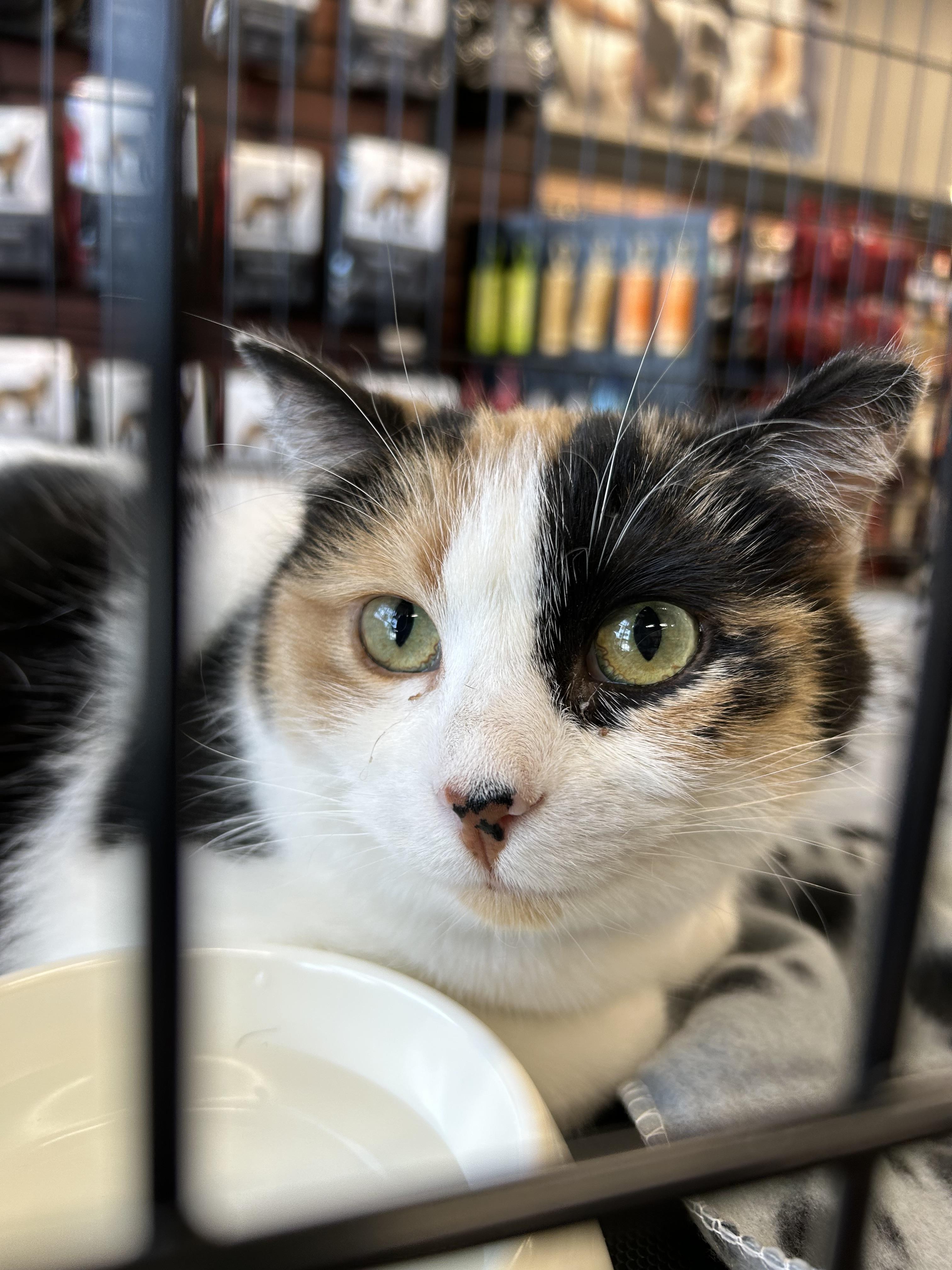 Mystique, a Adoptable mixed breed in Steinbach, MB image 6/6