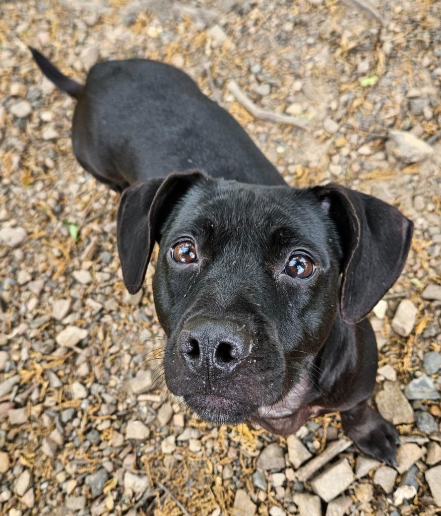 Bunny, Adoptable, Adult Female Dachshund & Mixed Breed.