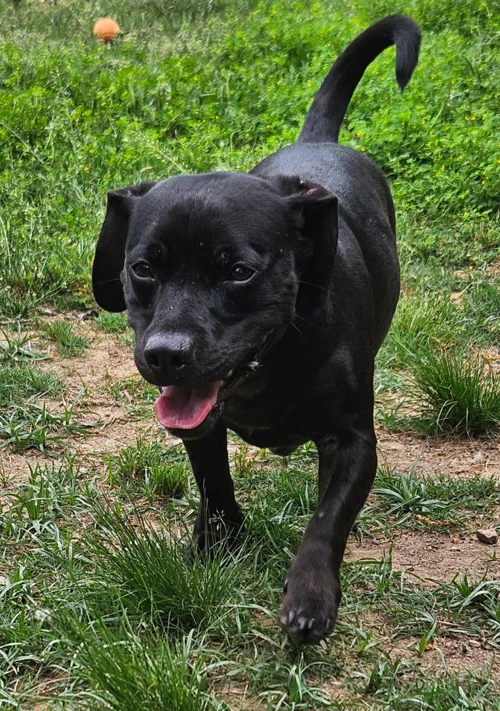 Enlarge Bunny, a Adoptable mixed breed in Sherwood, AR image 2/6