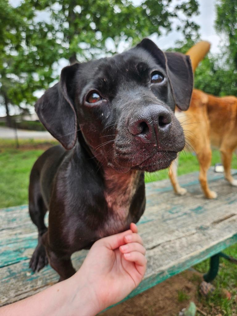 Enlarge Bunny, a Adoptable mixed breed in Sherwood, AR image 3/6