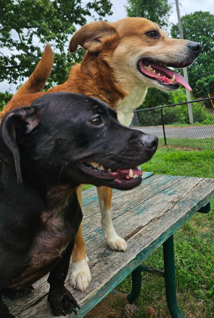 Bunny, a Adoptable mixed breed in Sherwood, AR image 3/6