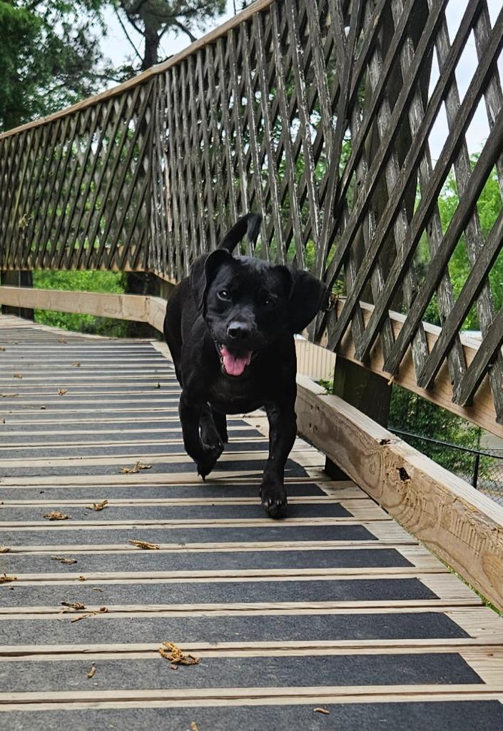 Bunny, a Adoptable mixed breed in Sherwood, AR image 4/6