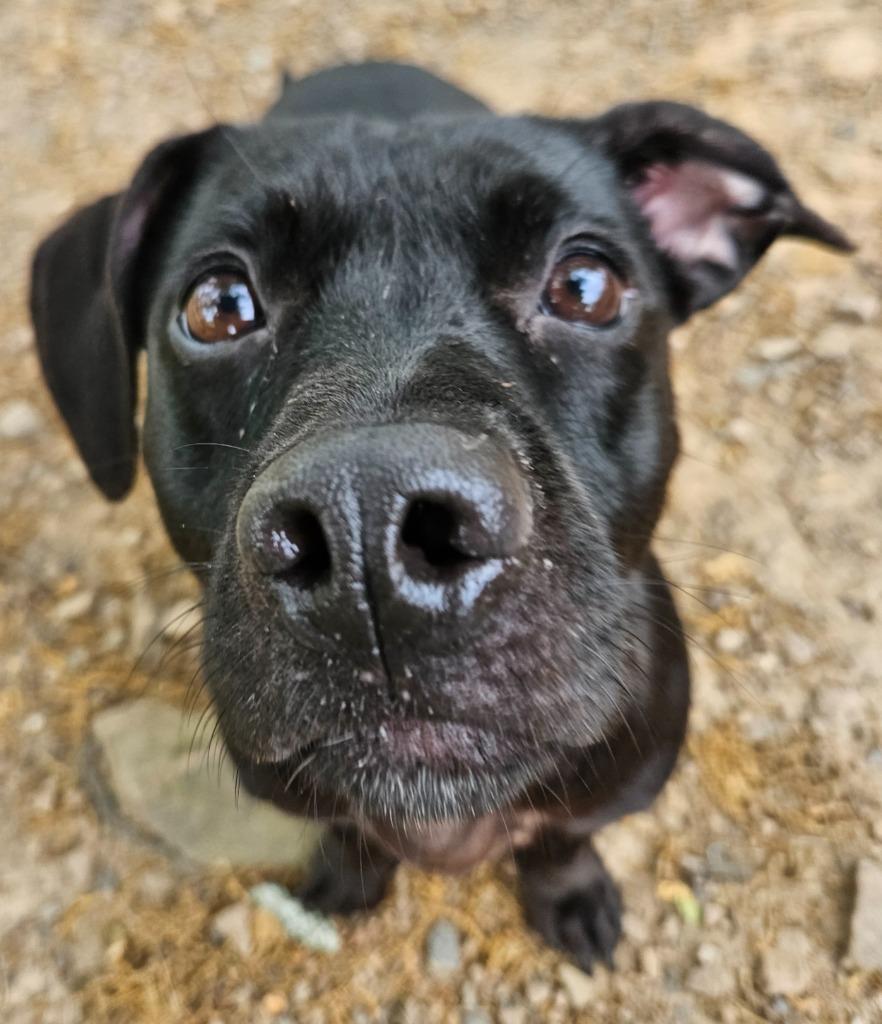 Enlarge Bunny, a Adoptable mixed breed in Sherwood, AR image 4/6