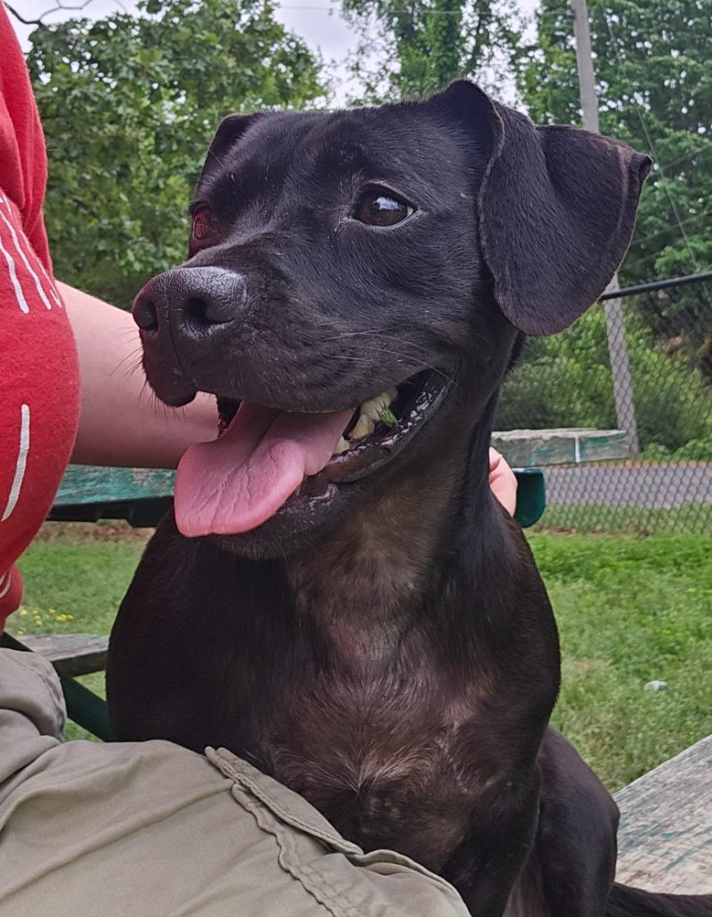 Enlarge Bunny, a Adoptable mixed breed in Sherwood, AR image 5/6