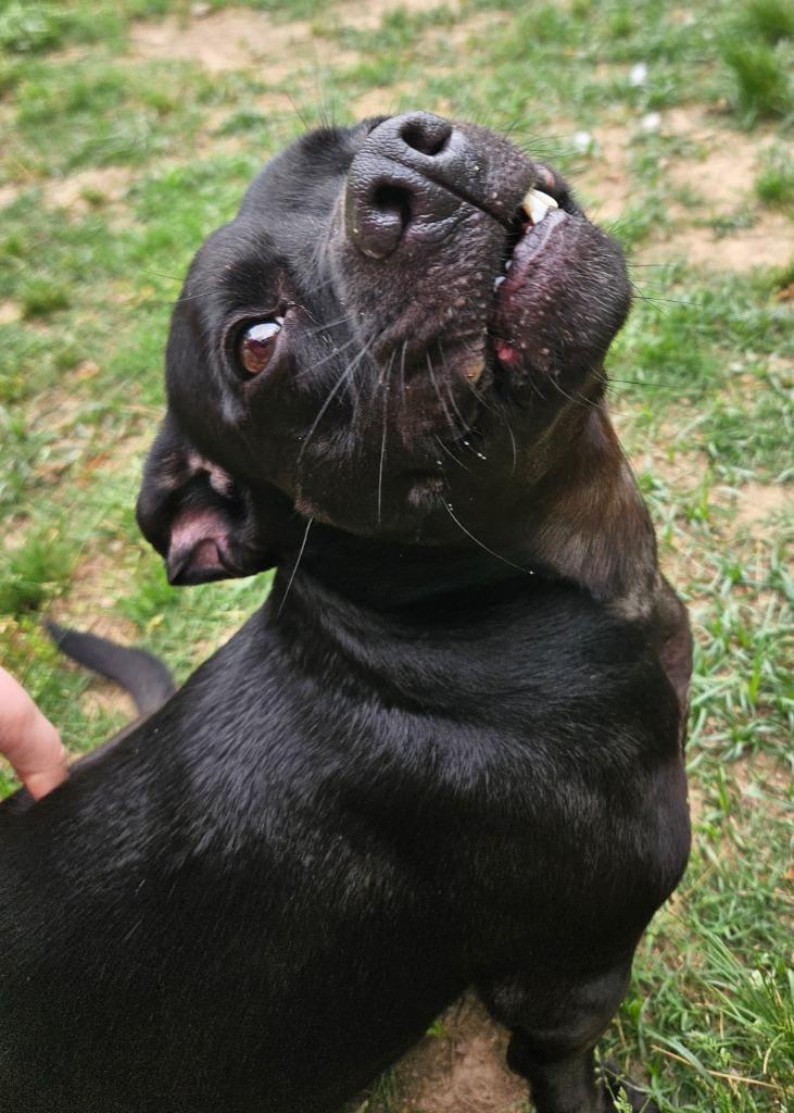 Enlarge Bunny, a Adoptable mixed breed in Sherwood, AR image 6/6