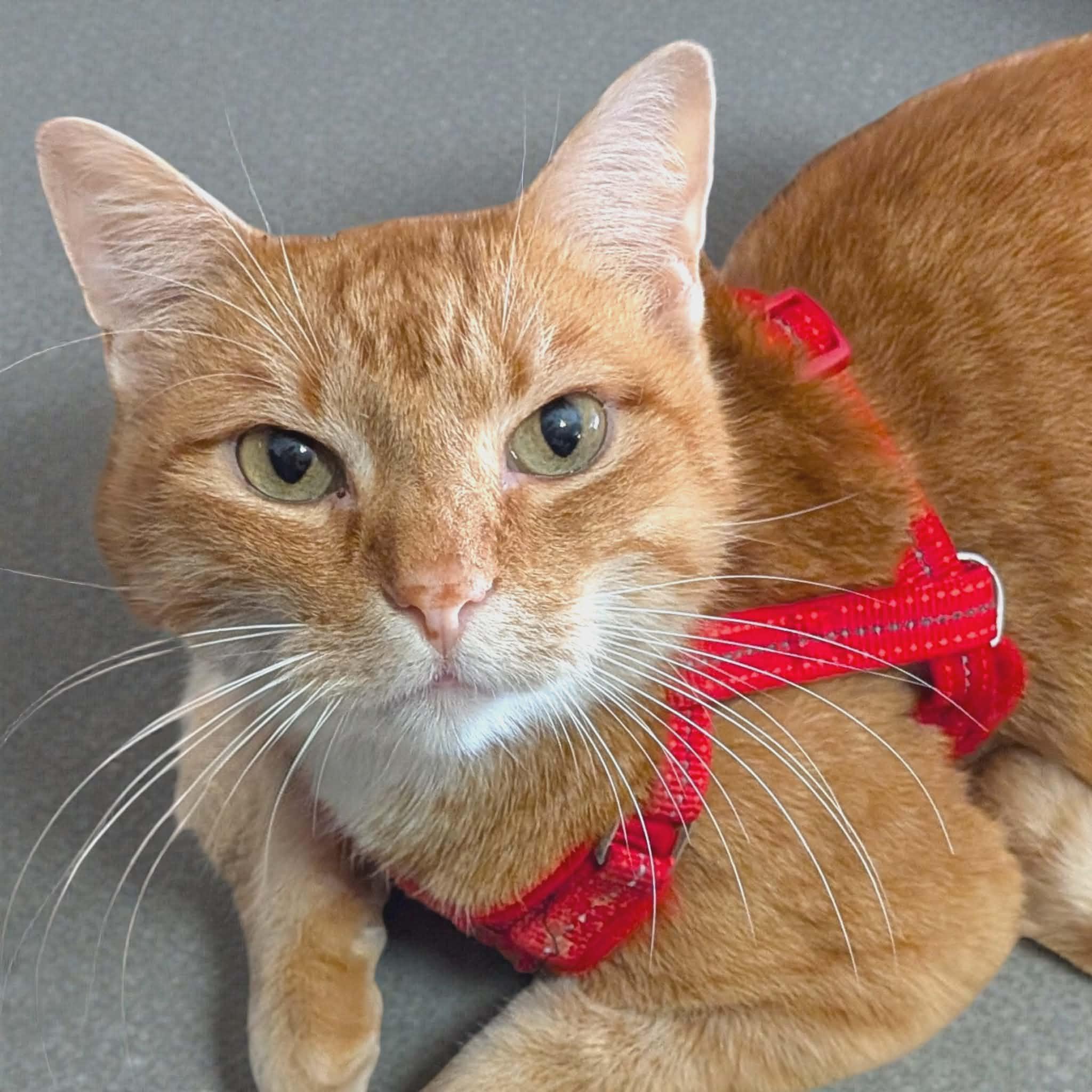 Enlarge Stark, a ADOPTABLE Tabby image 1/5