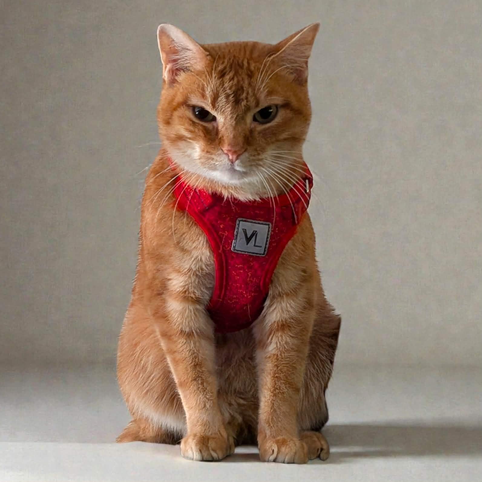 Enlarge Stark, a ADOPTABLE Tabby image 2/5