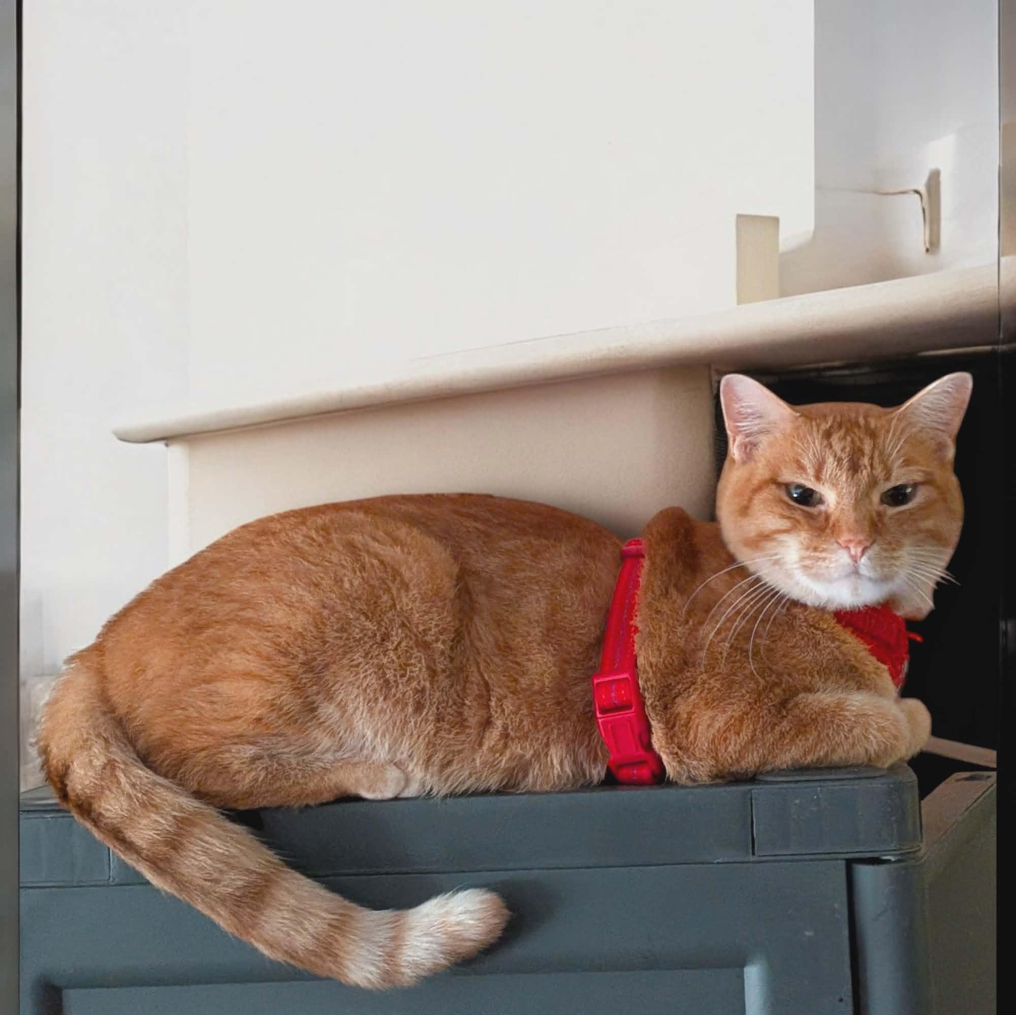 Enlarge Stark, a ADOPTABLE Tabby image 3/5