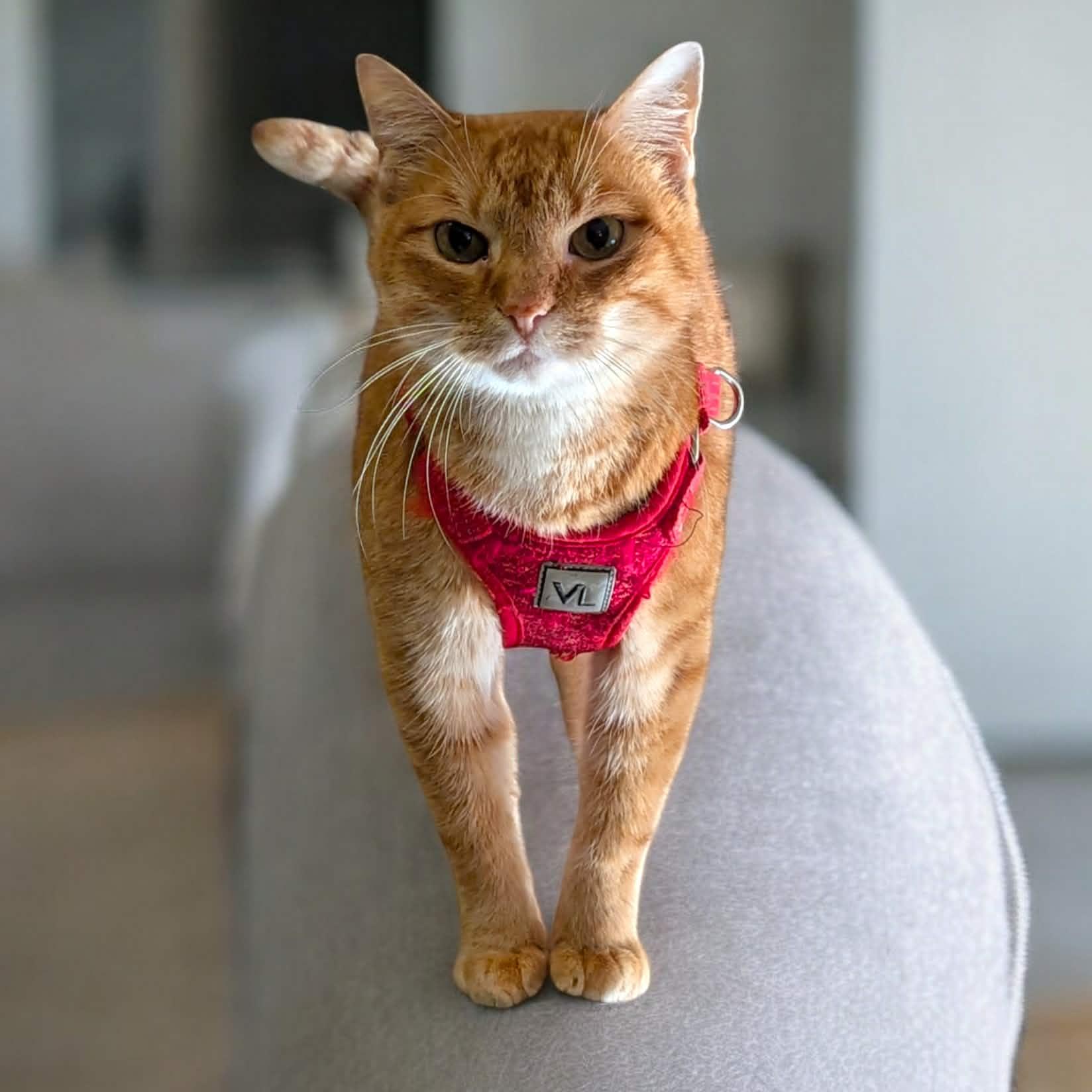 Stark, ADOPTABLE, Adult Male Tabby.
