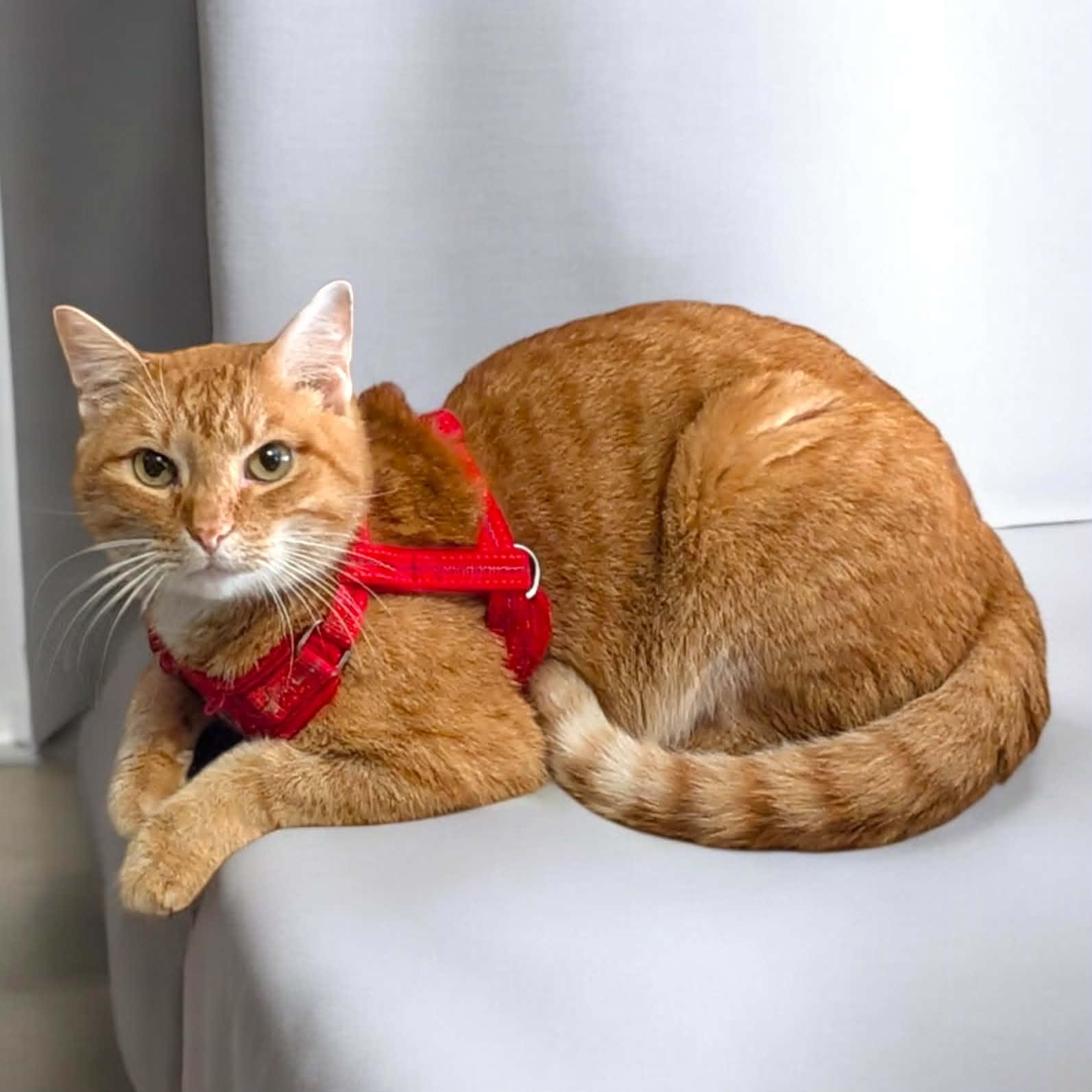 Enlarge Stark, a ADOPTABLE Tabby image 5/5