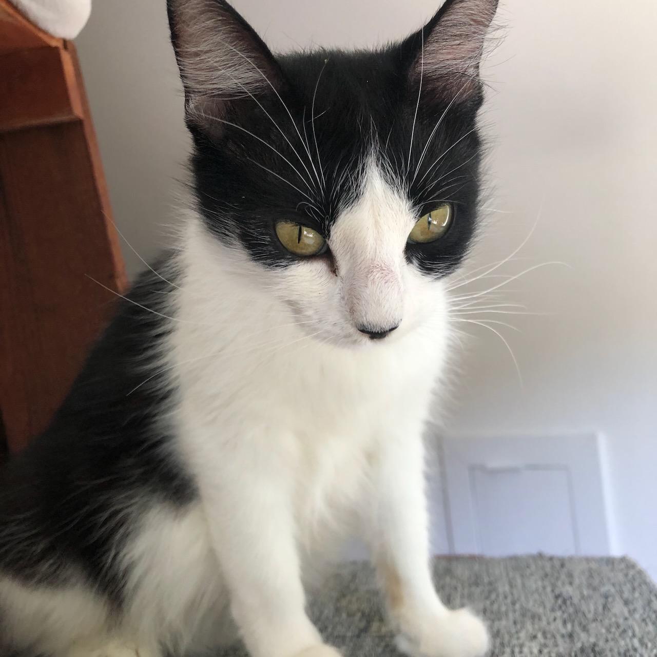Dahlia, Adoptable, Young Female Domestic Short Hair.
